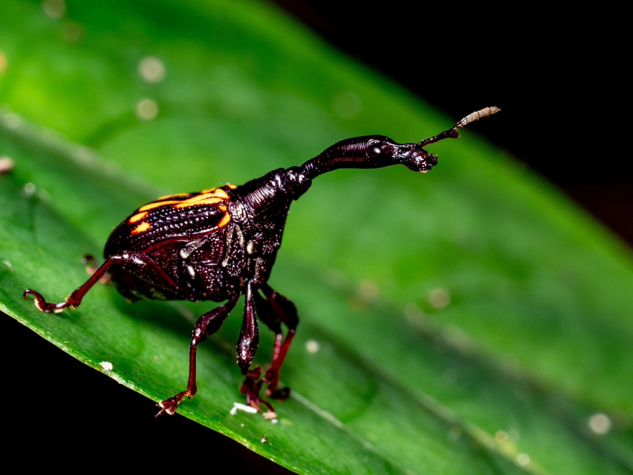  Cycnotrachelus satelles  · Vietnam · 2024 | Female specimen of one of the rarest documented leaf-rolling weevils in the region. This photograph accounts for one of only six records on  iNaturalist .
