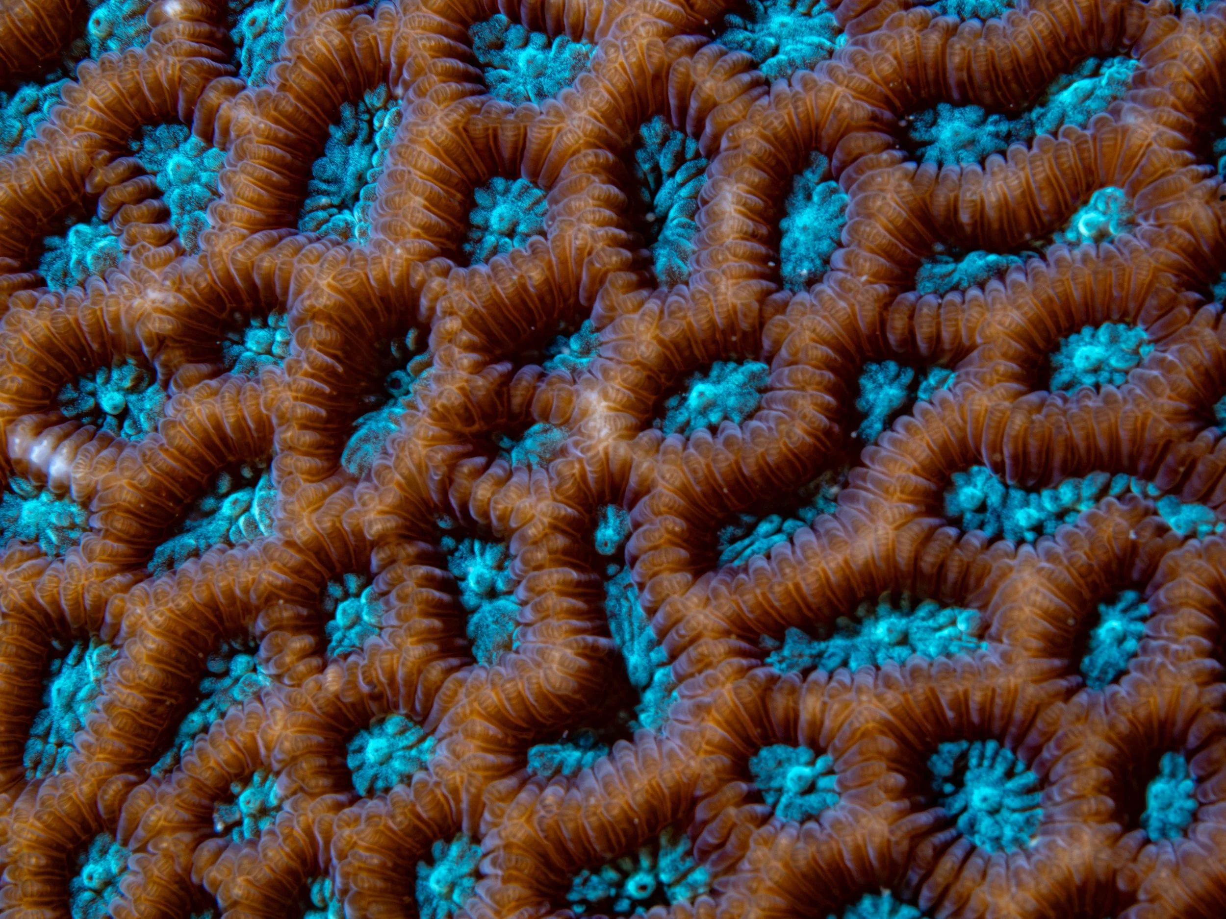 Genus Goniastrea · Singapore · 2024