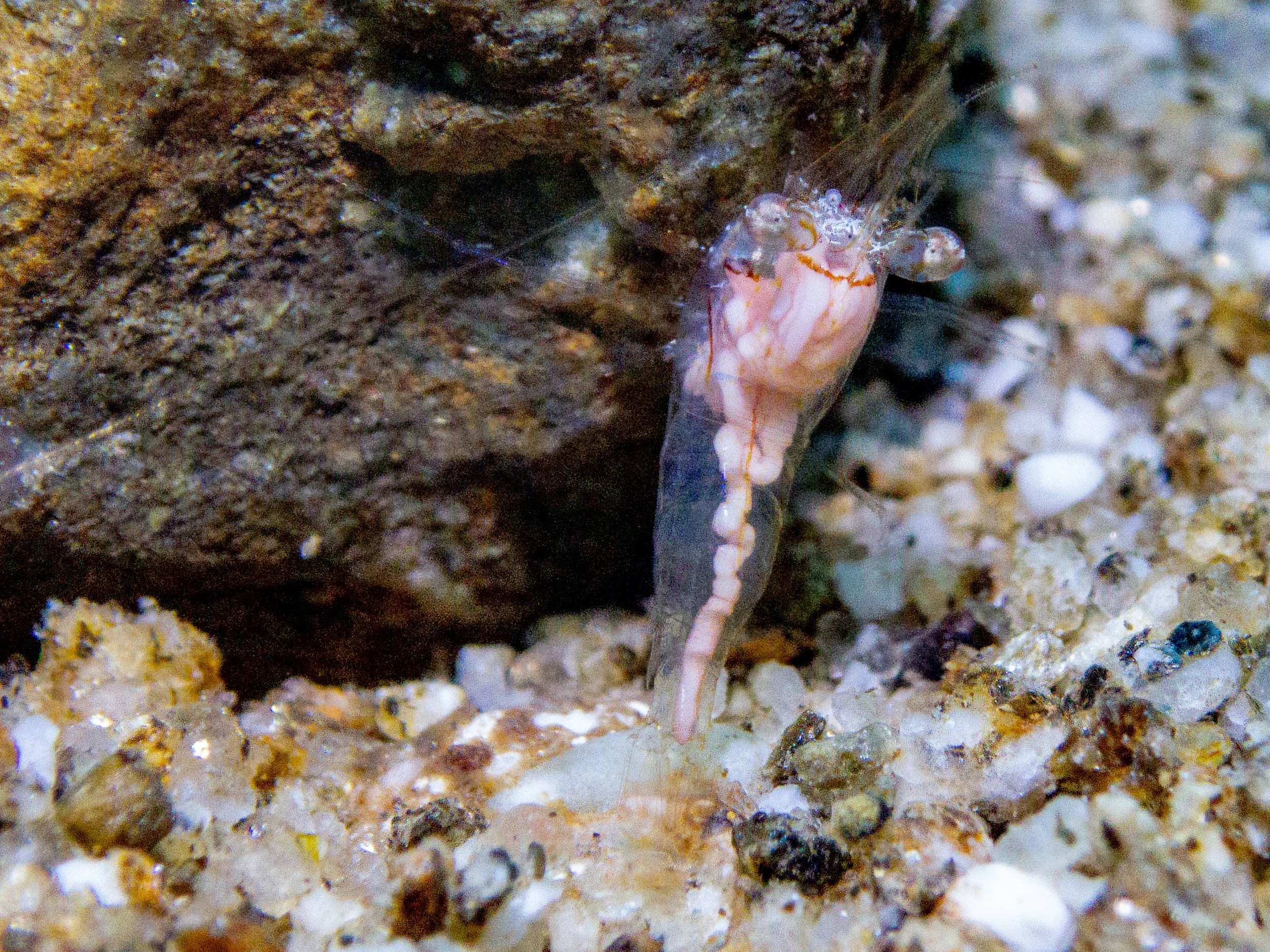  Nectonema melanocephalum  · Indonesia · 2013 | A parasitic horsehair worm, photographed here inside its living shrimp host. One of only two records on  iNaturalist  globally.
