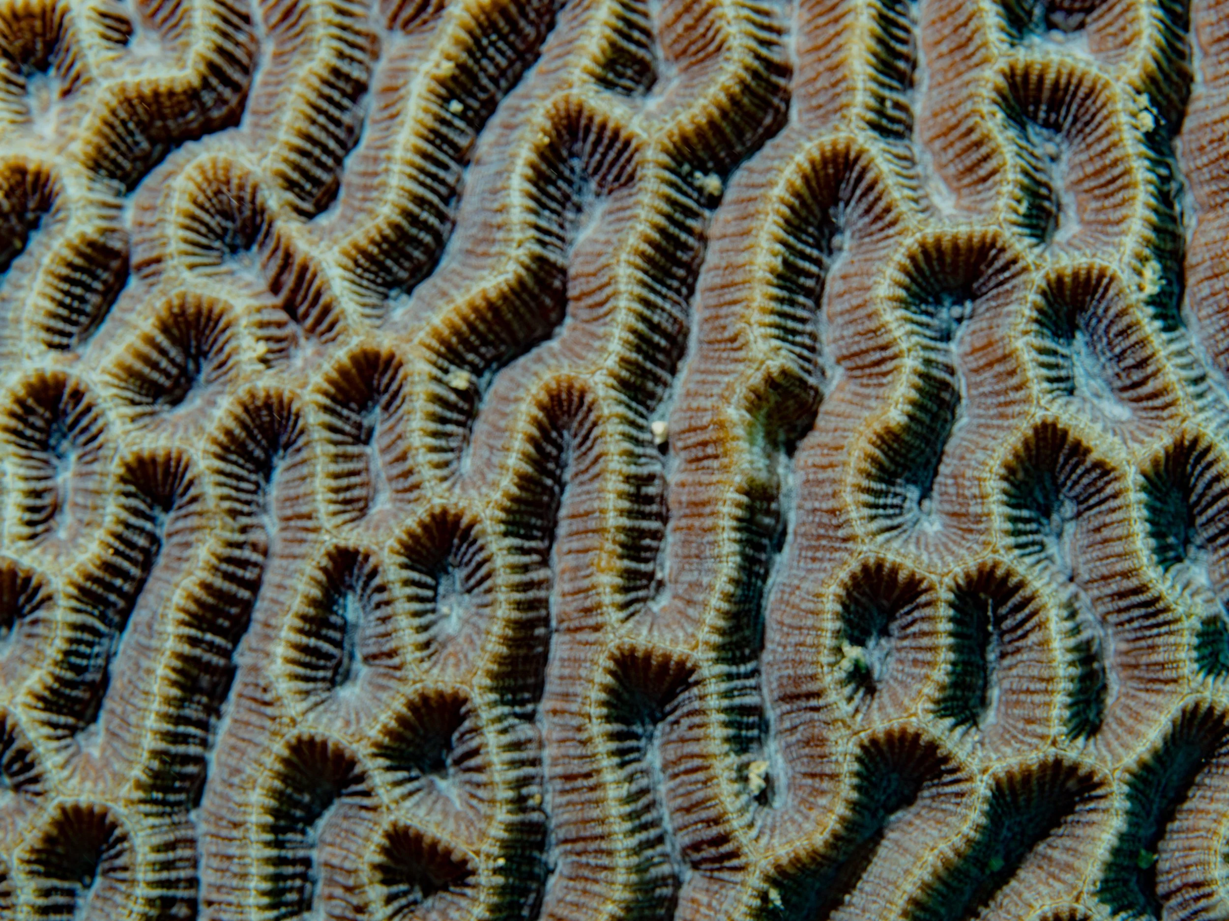 Genus Platygyra · Singapore · 2024