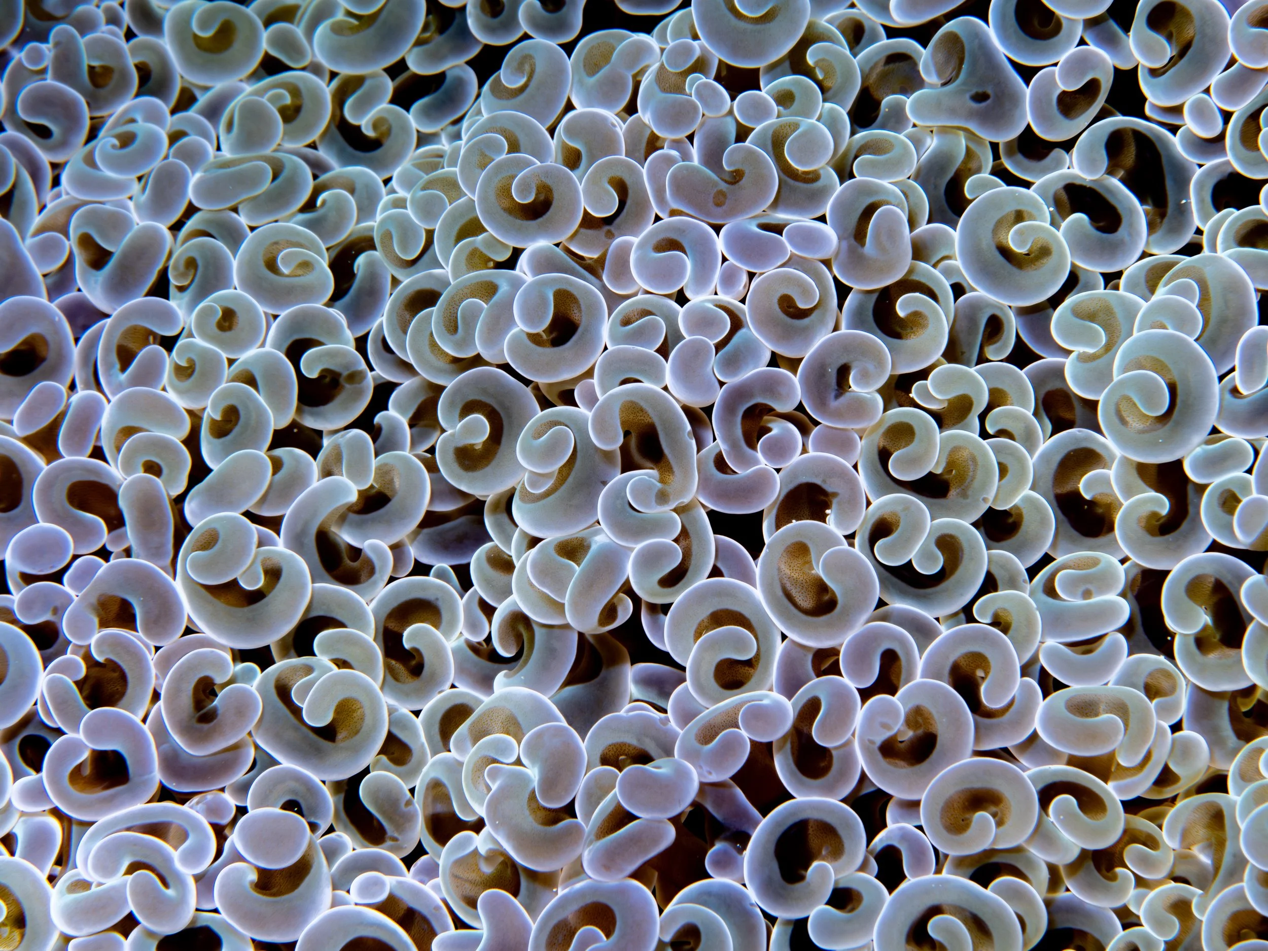 Fimbriaphyllia ancora (Hammer Coral) · the Philippines · 2024
