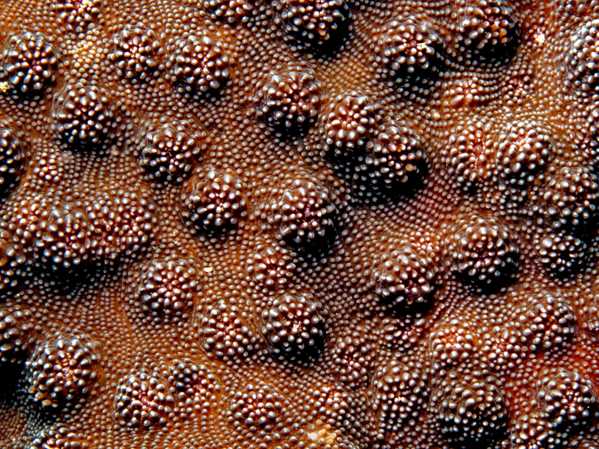 Coral Manuscript