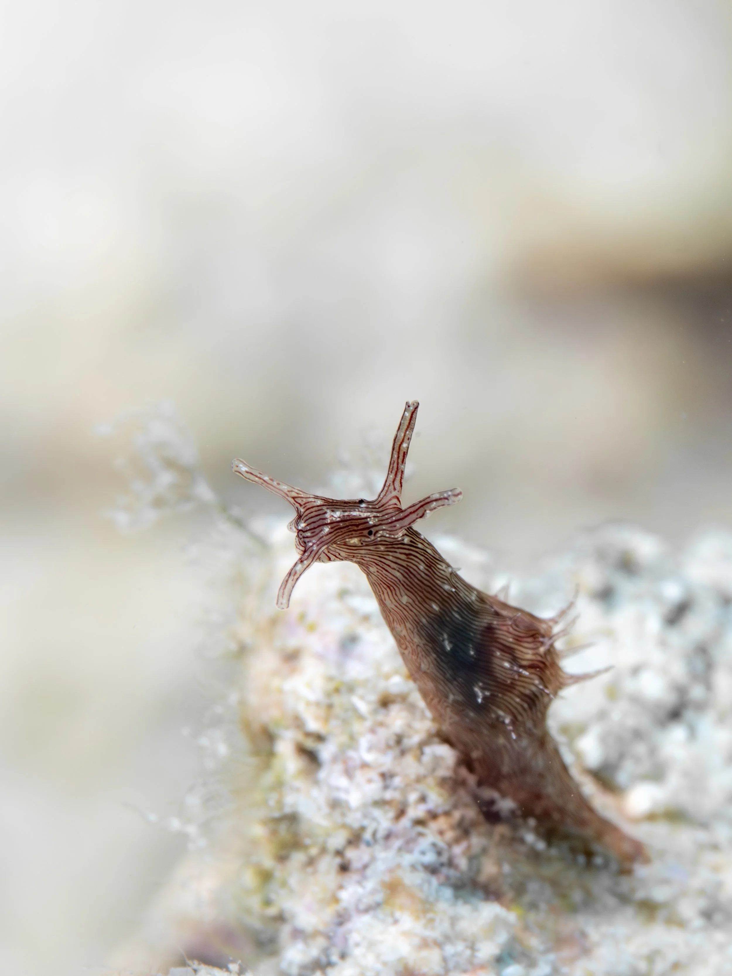 Stylocheilus striatus · the Philippines · 2025