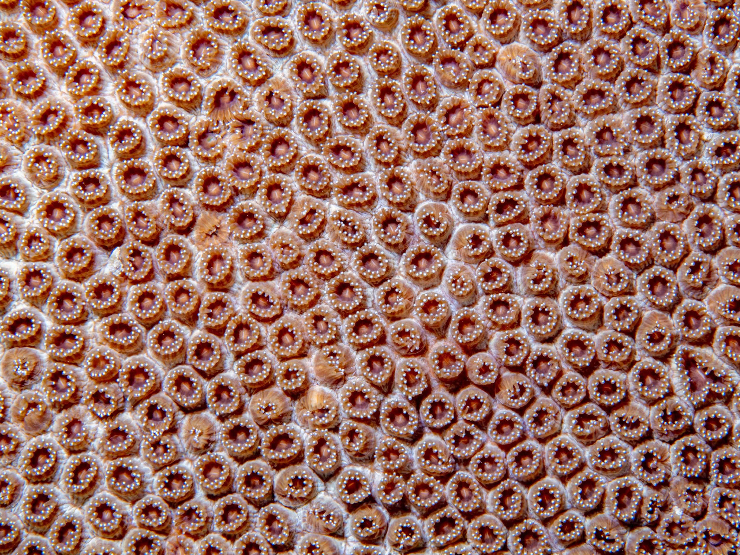 Phylum Cnidaria · the Philippine · 2025