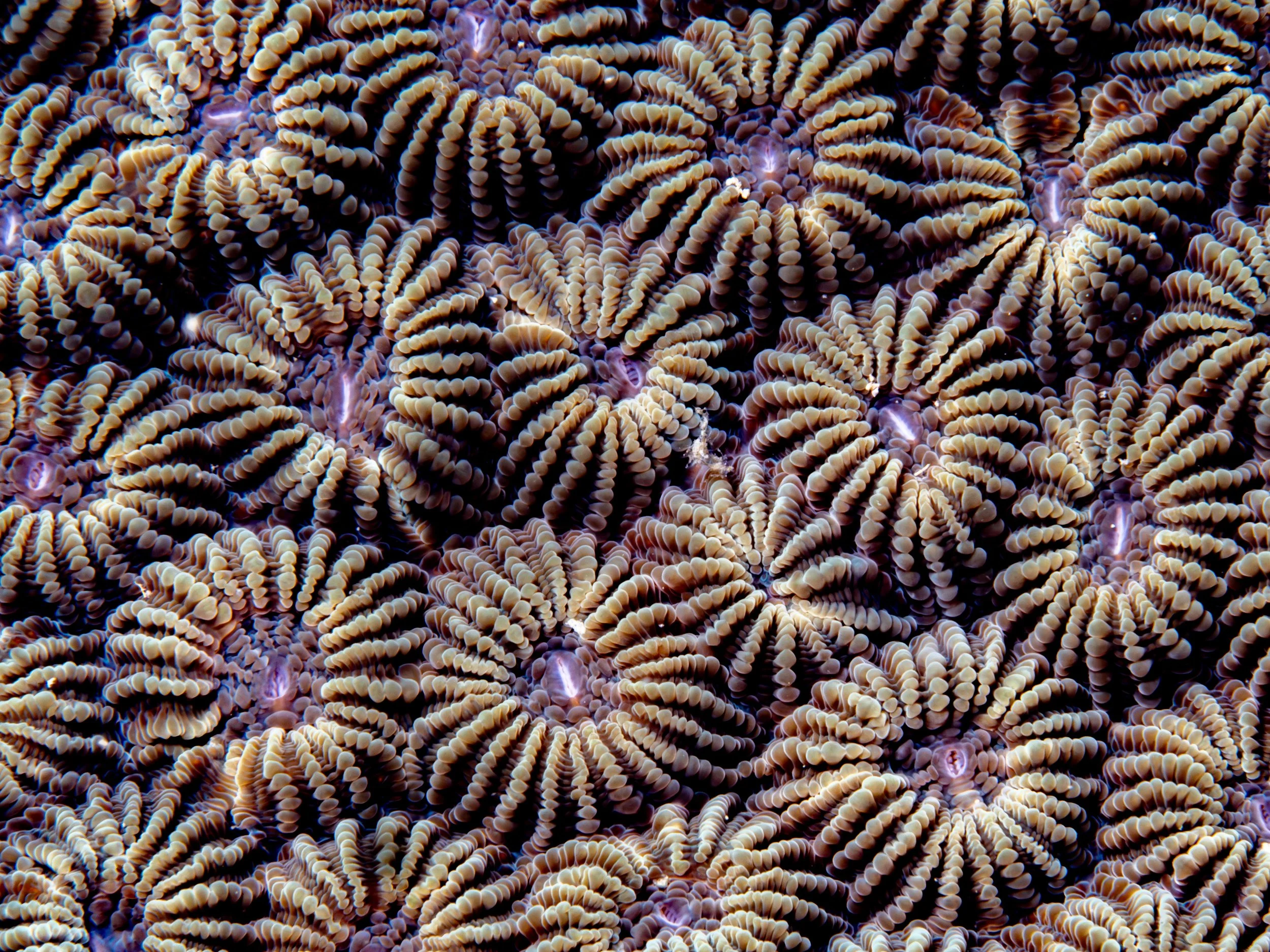 Diploastrea heliopora · Singapore · 2024
Conservation Status: Vulnerable (VU) (IUCN Red List)
