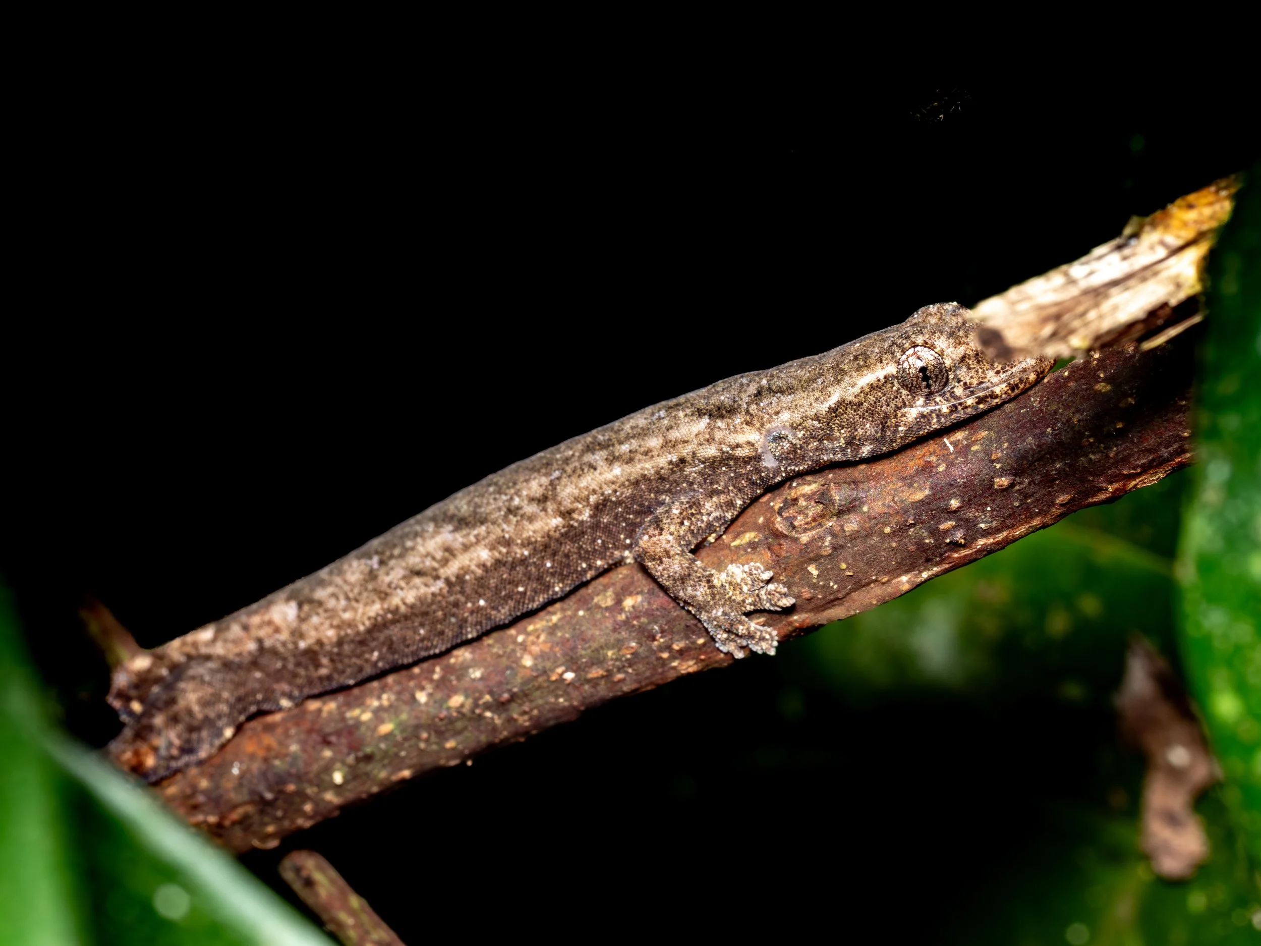  Hemiphyllodactylus cattien  · Vietnam · 2025 | Formally described as a new species in 2023. This is the only  iNaturalist  record, and likely among the first field photographs of a living specimen.
