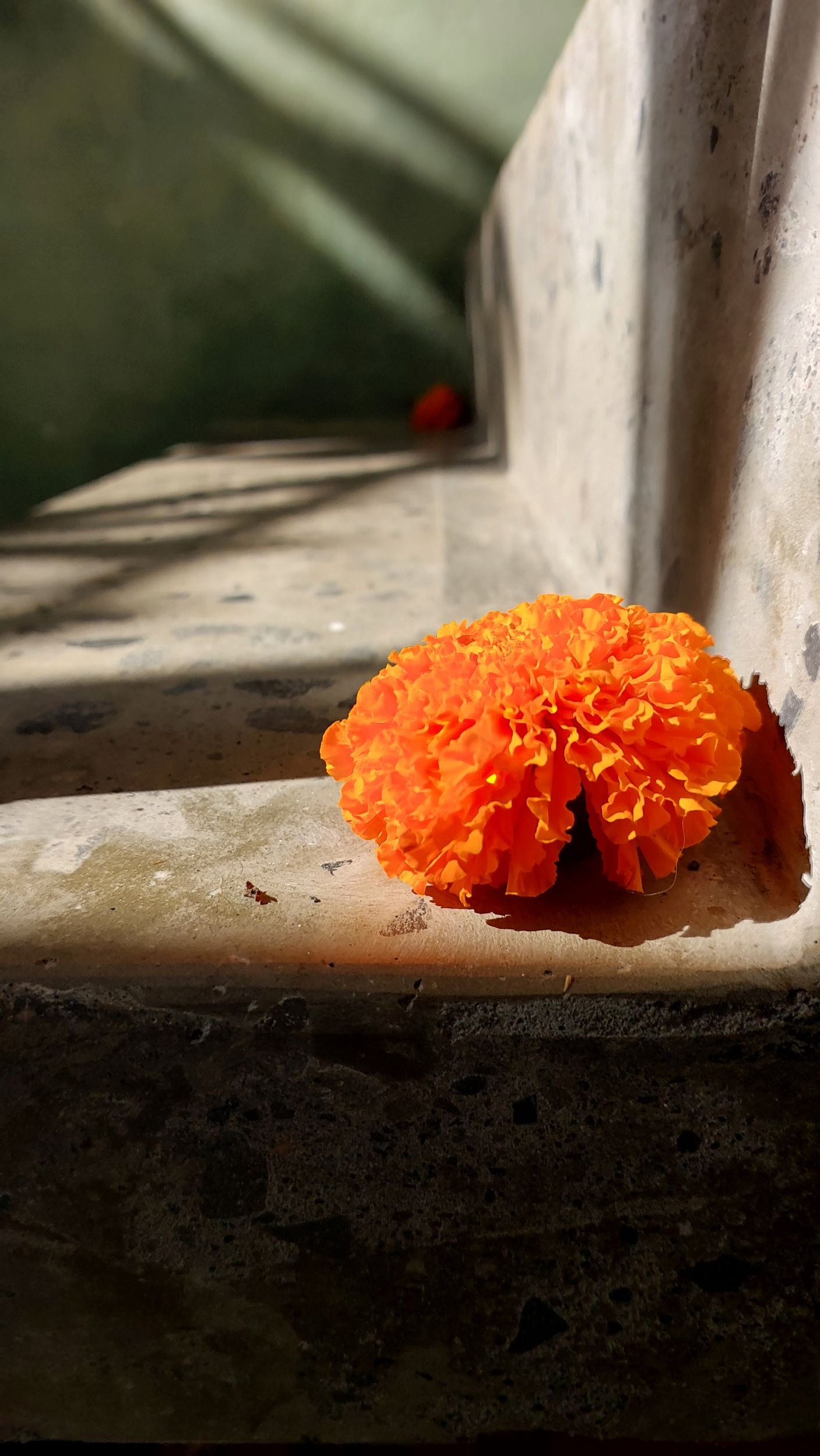 Eine orangefarbene Blume liegt auf einem Steinboden, im Hintergrund eine Wand und Schatten.