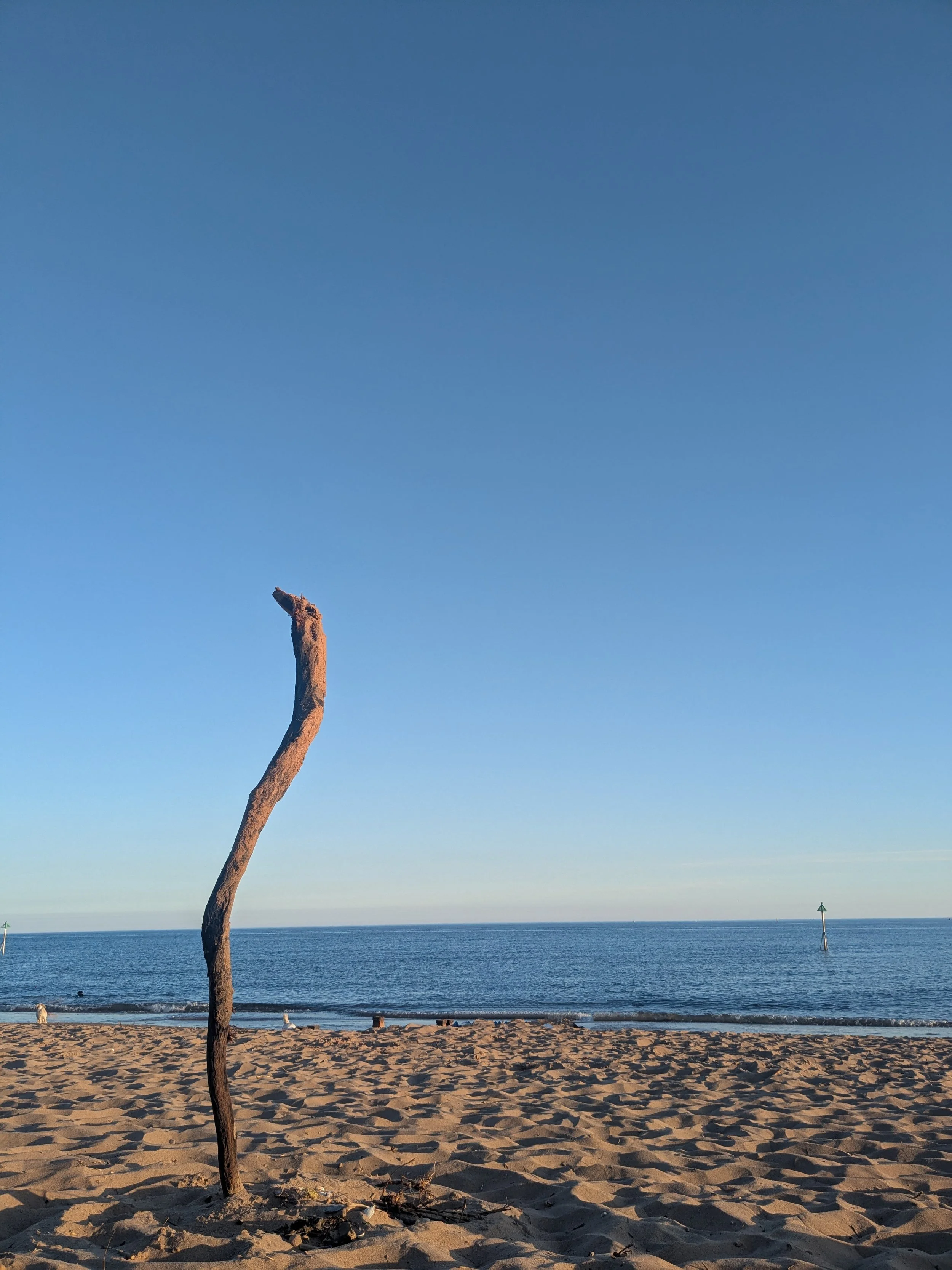 A sandy beach with tall branch in the foreground, calm ocean water, and a clear blue sky with distant sea markers.