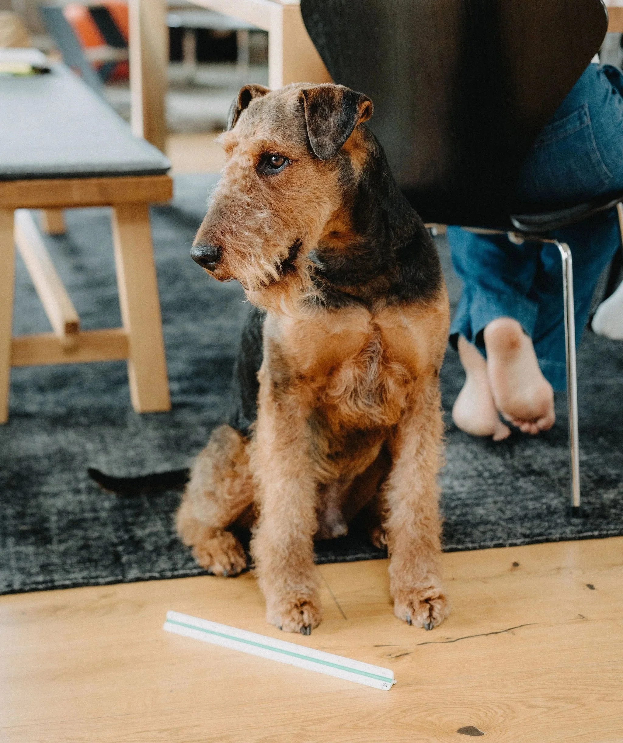 Der Hund Eddy sitzt auf dem Boden und hat einen Maßstab vor sich liegen.