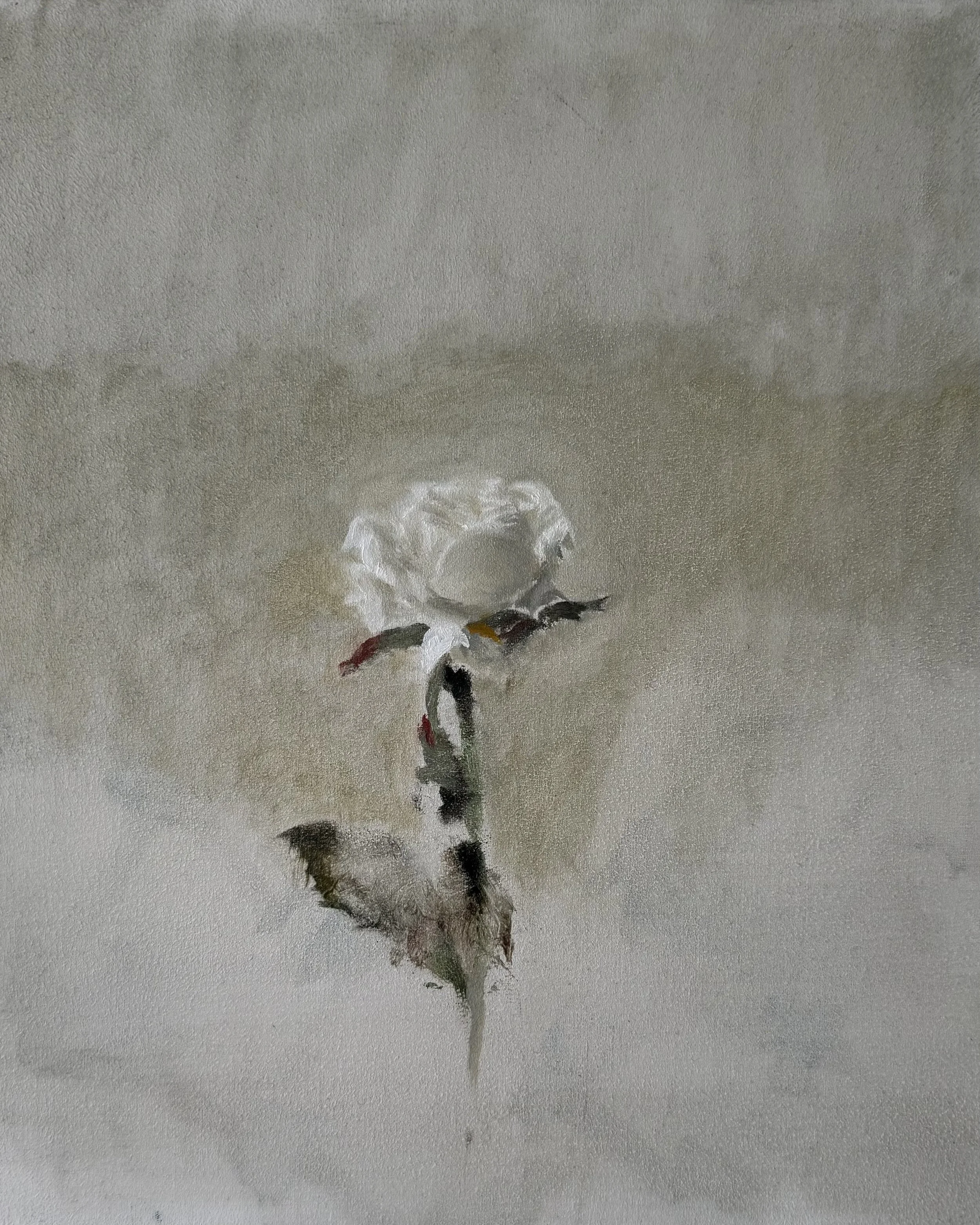 White rose 30cm x 25cm, oil on wood,