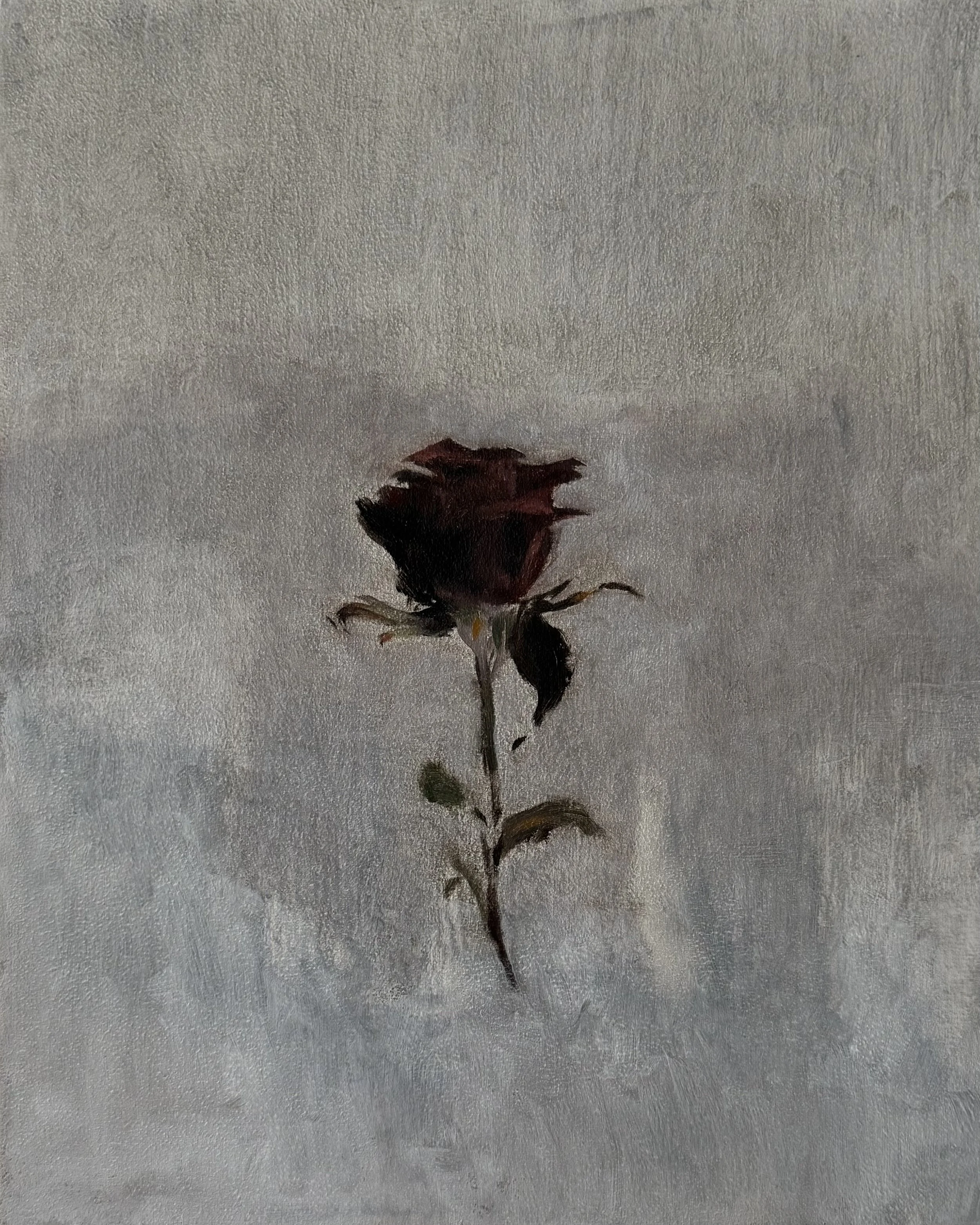 Black rose 30cm x 25cm, oil on wood,