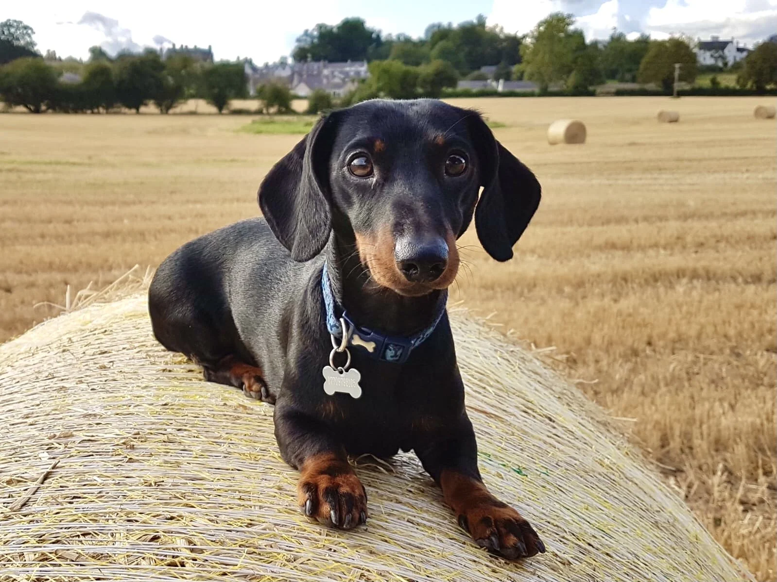 A black and tan dachshund laying on a large hay bale in a field, with hay rolls and farm buildings in the background.