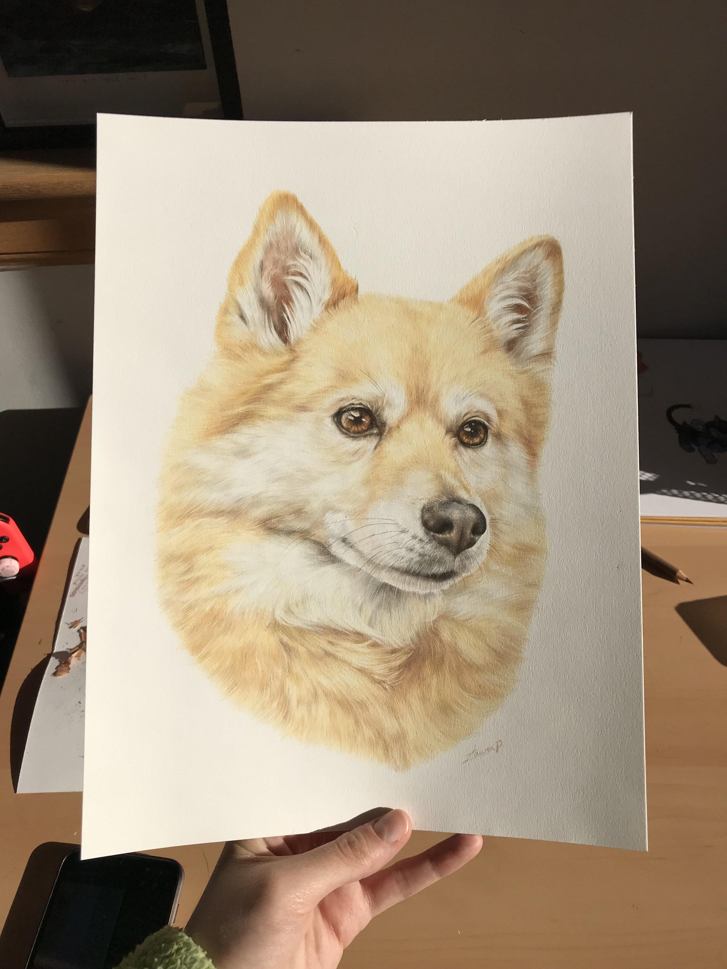 A detailed,  realistic colour pencil pet portrait of a dog with golden fur, brown eyes, and a black nose, depicting the dog's face with a focused expression.