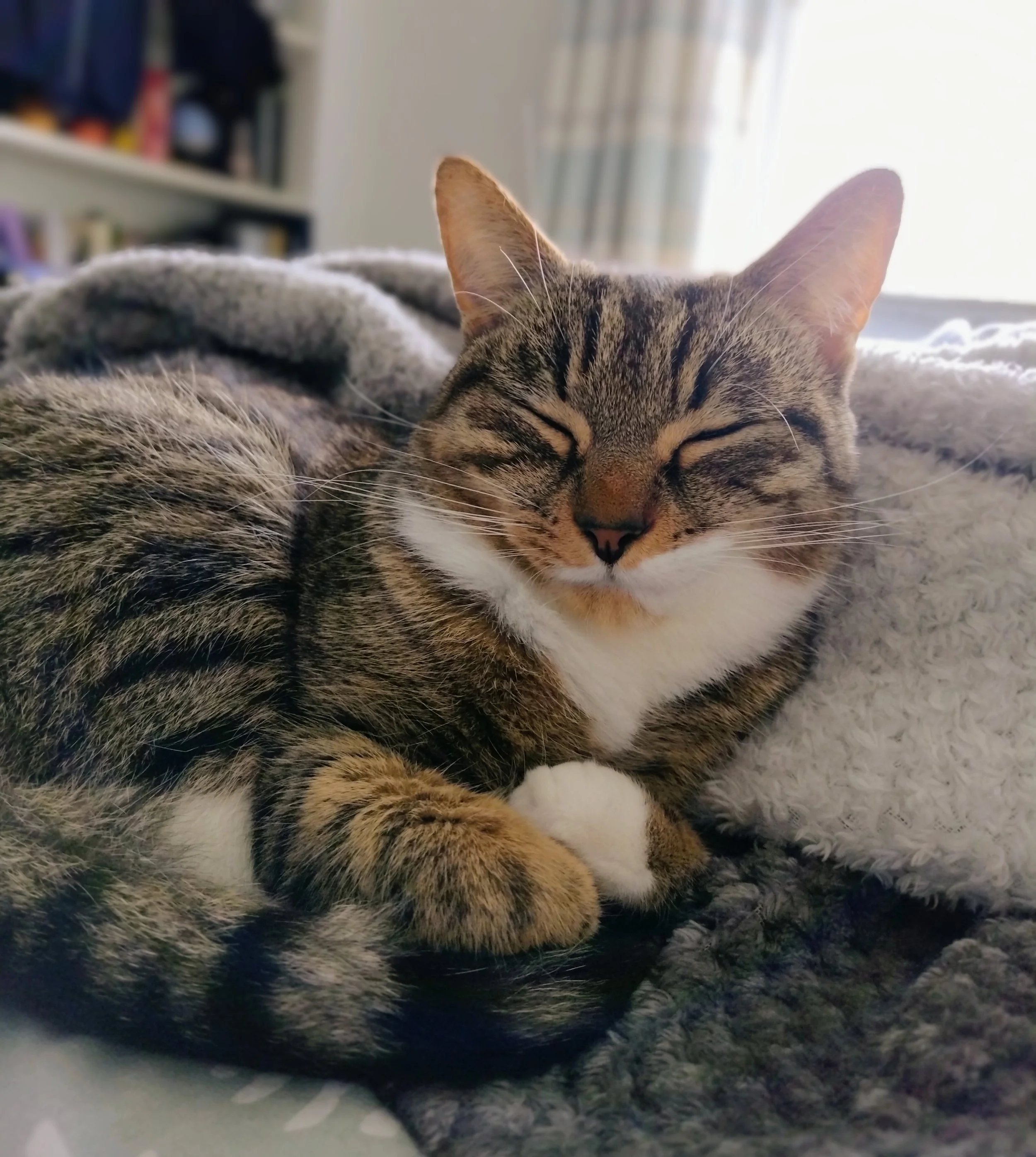 A sleeping tabby cat with closed eyes lying on a soft surface, with its paws tucked close to its body, and an indoor background with books and curtains.