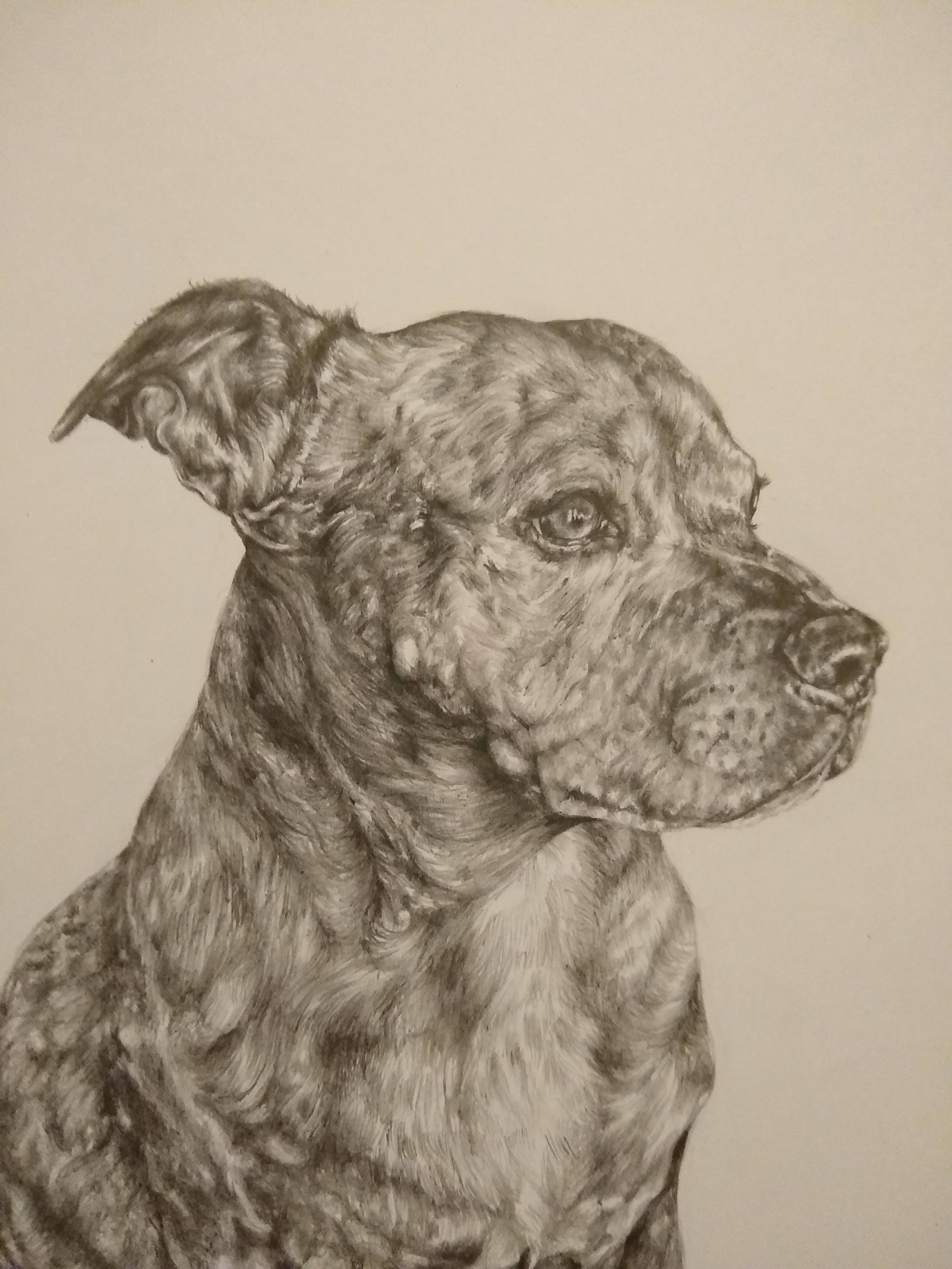 A detailed, monochrome pencil sketch of a dog with a focused expression, showing fur texture and facial features.