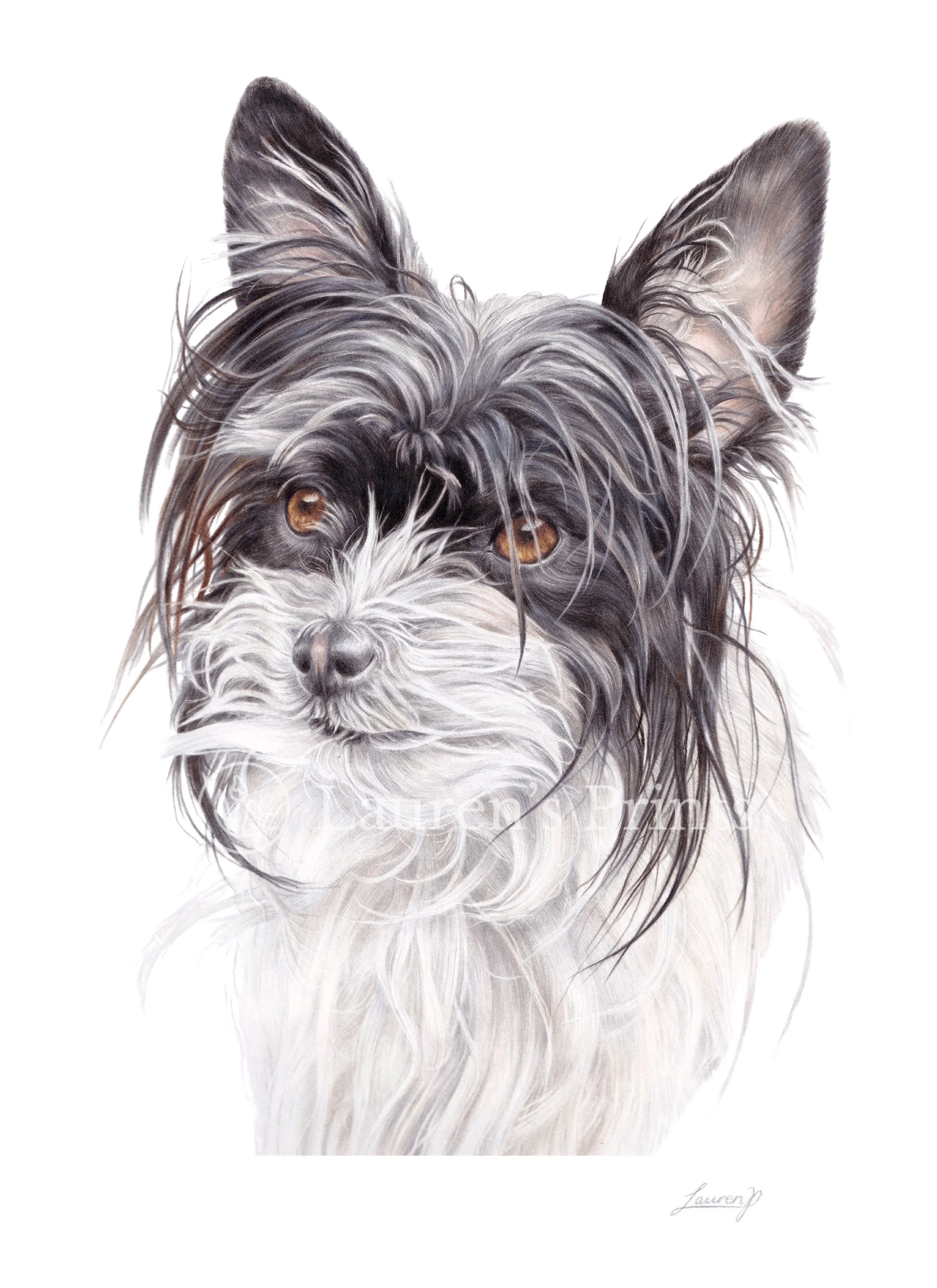 A detailed,  realistic colour pencil pet portrait of a black and white terrier dog with long, flowing fur and amber eyes, focusing on the dog's face and upper body, with a white background.