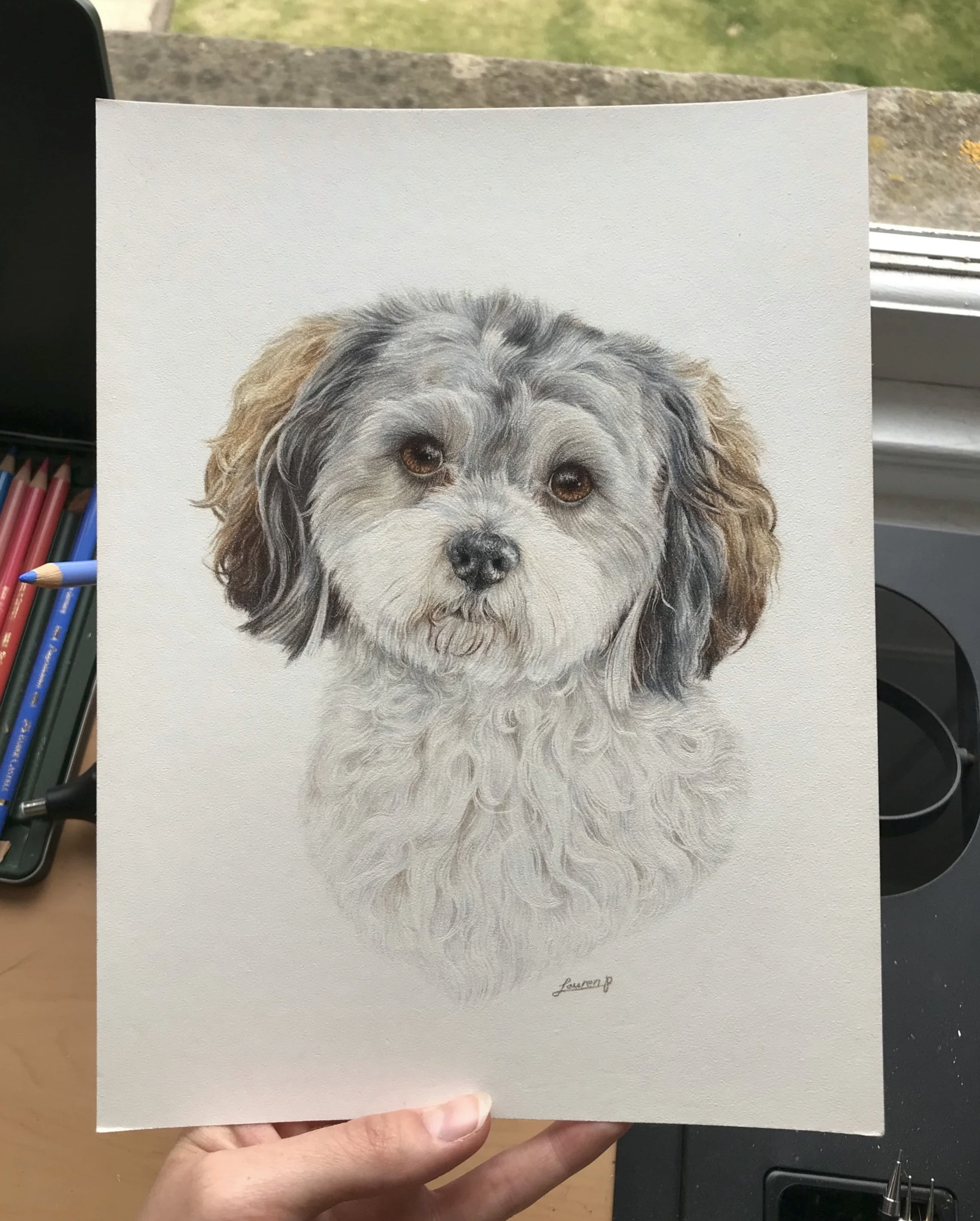 A realistic drawing of a fluffy dog with curly fur, brown eyes, and a black nose. Signed by Lauren P.