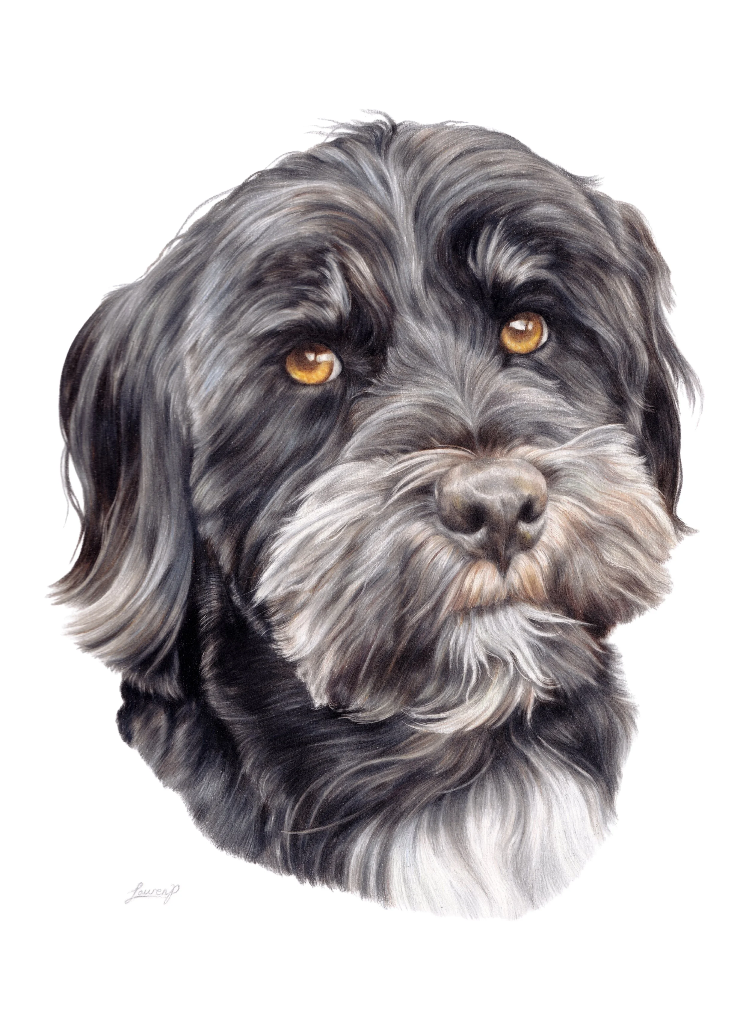 Detailed colour pencil pet portrait of a small black and gray dog with long fur and amber eyes, facing forward.
