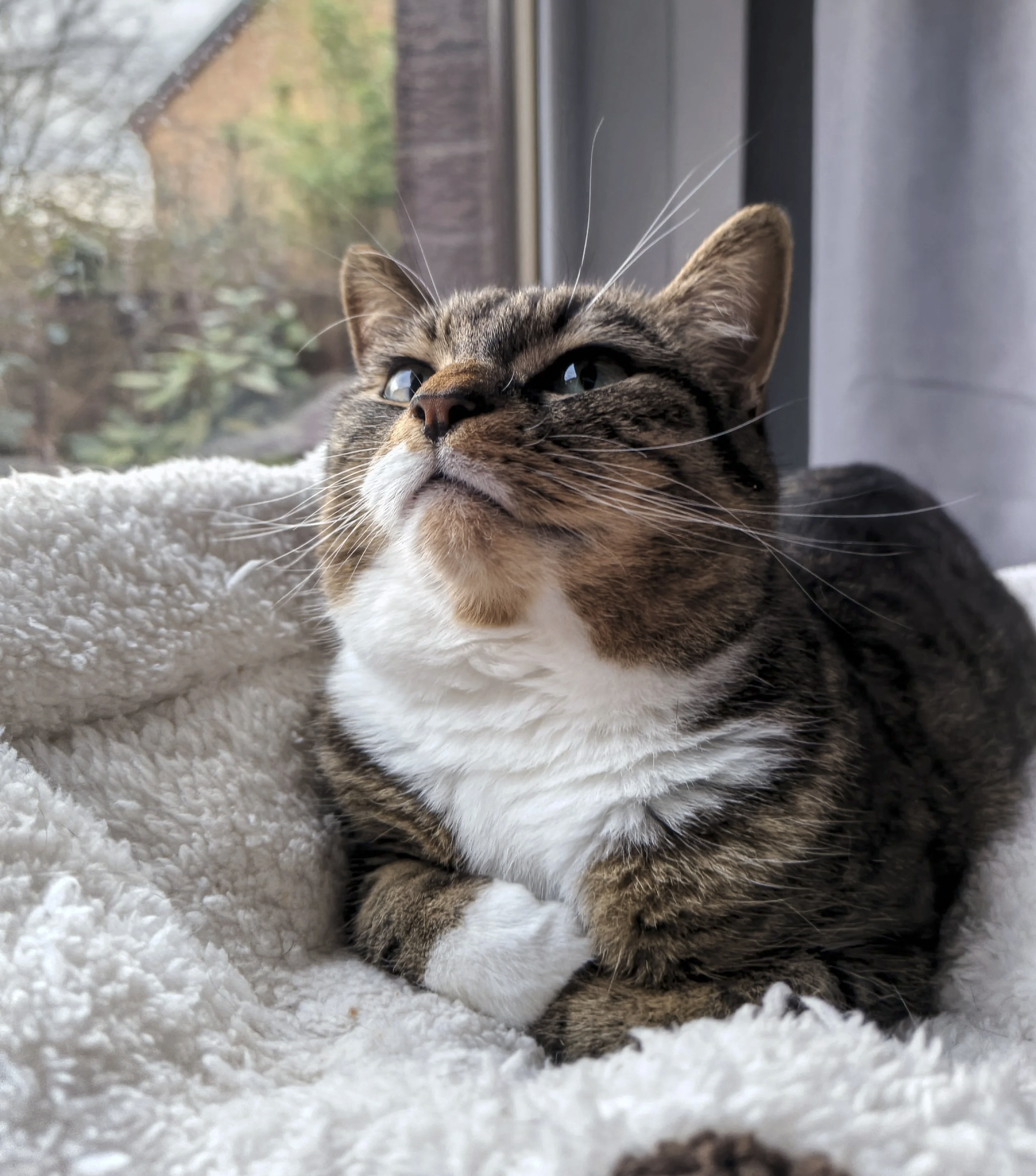 Close-up of a tabby cat lying on a soft, white carpet near a window, gazing outside with a calm expression.