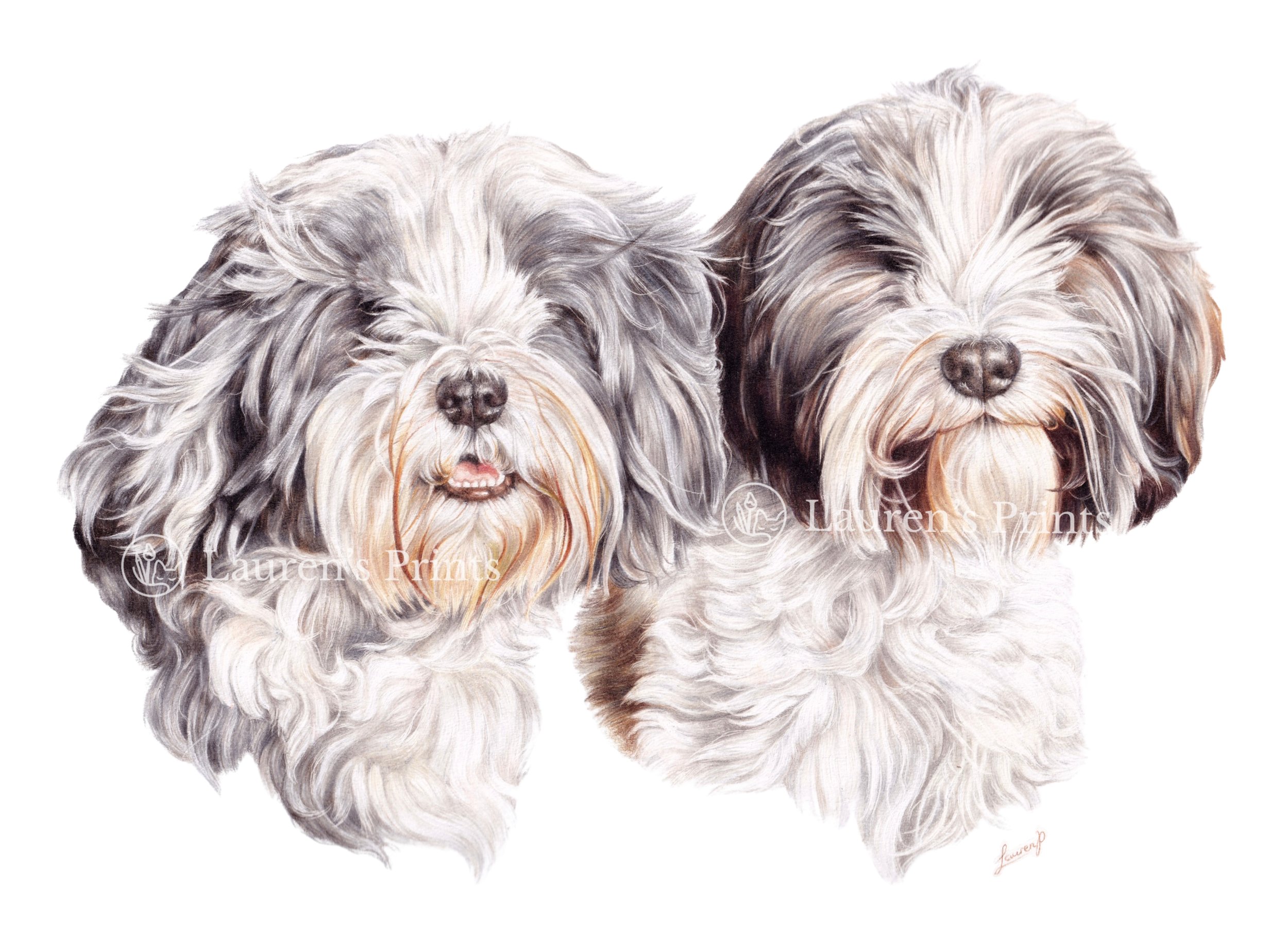 Colour pencil pet portrait of two fluffy, long-haired dogs with mostly white and gray fur, facing forward with closed eyes and relaxed expressions.
