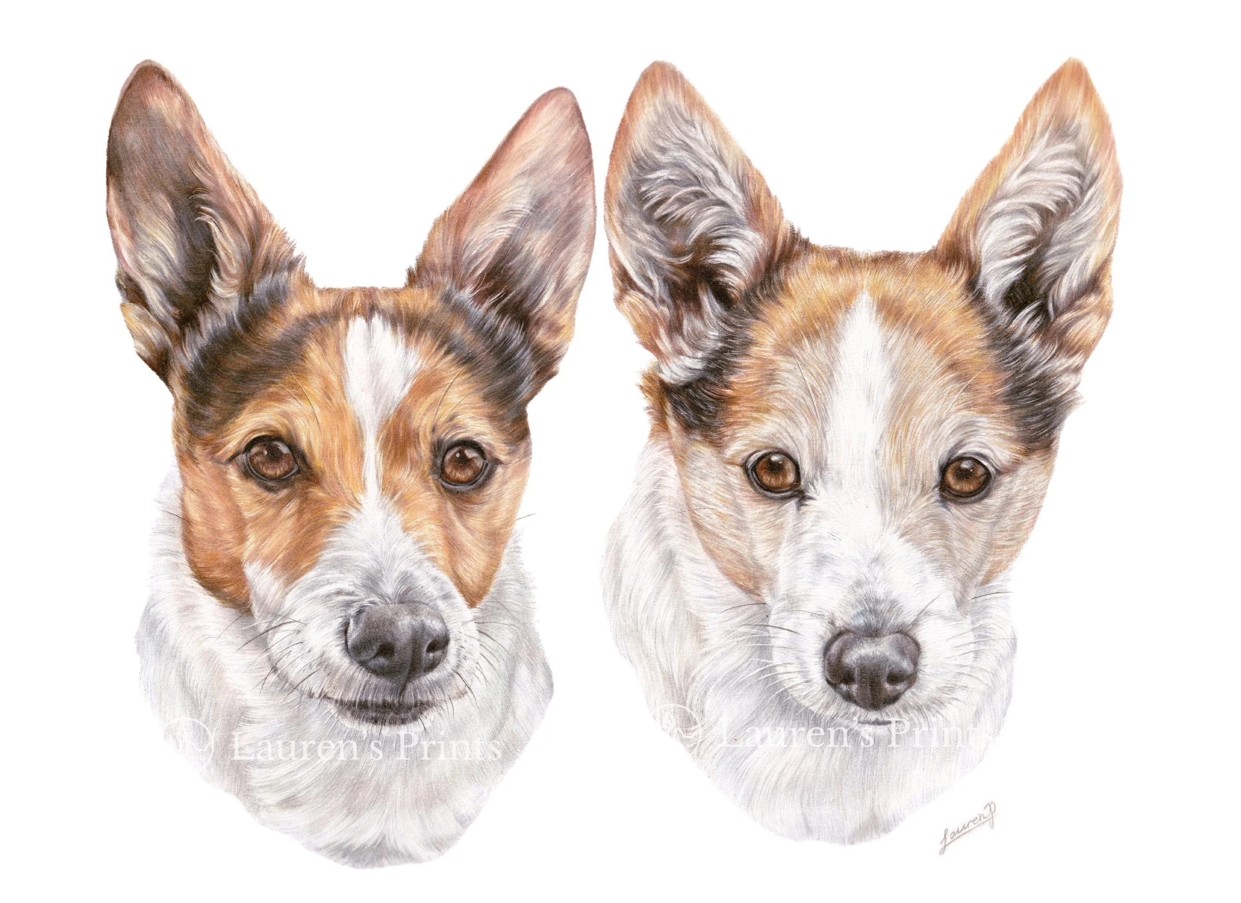 Colour pencil pet portrait of two dogs with brown and white fur, facing forward, with large ears, detailed fur, and brown eyes.