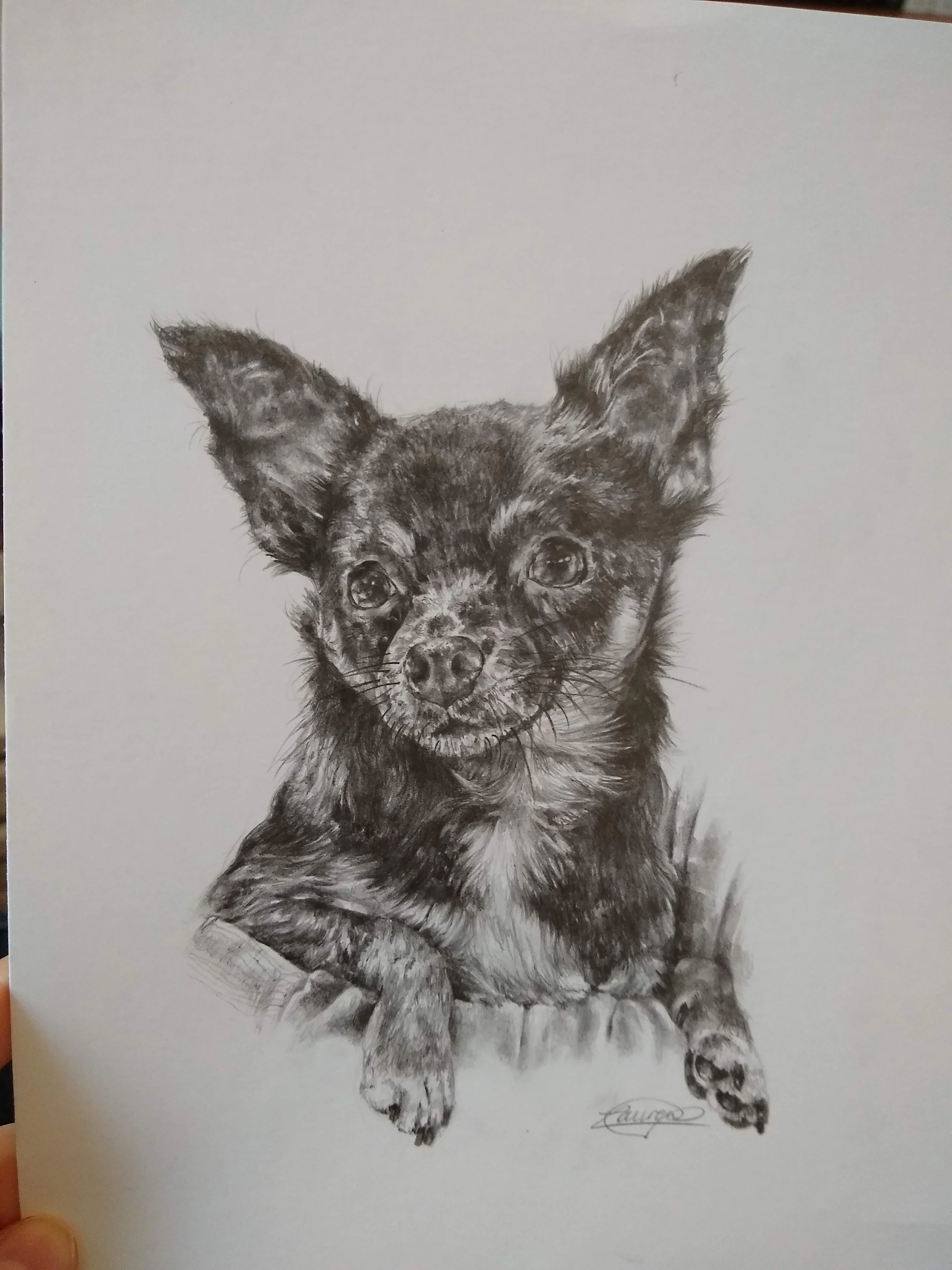 A black and white pencil drawing of a small dog with large ears sitting on a cushion, with detailed fur texture and expressive eyes.