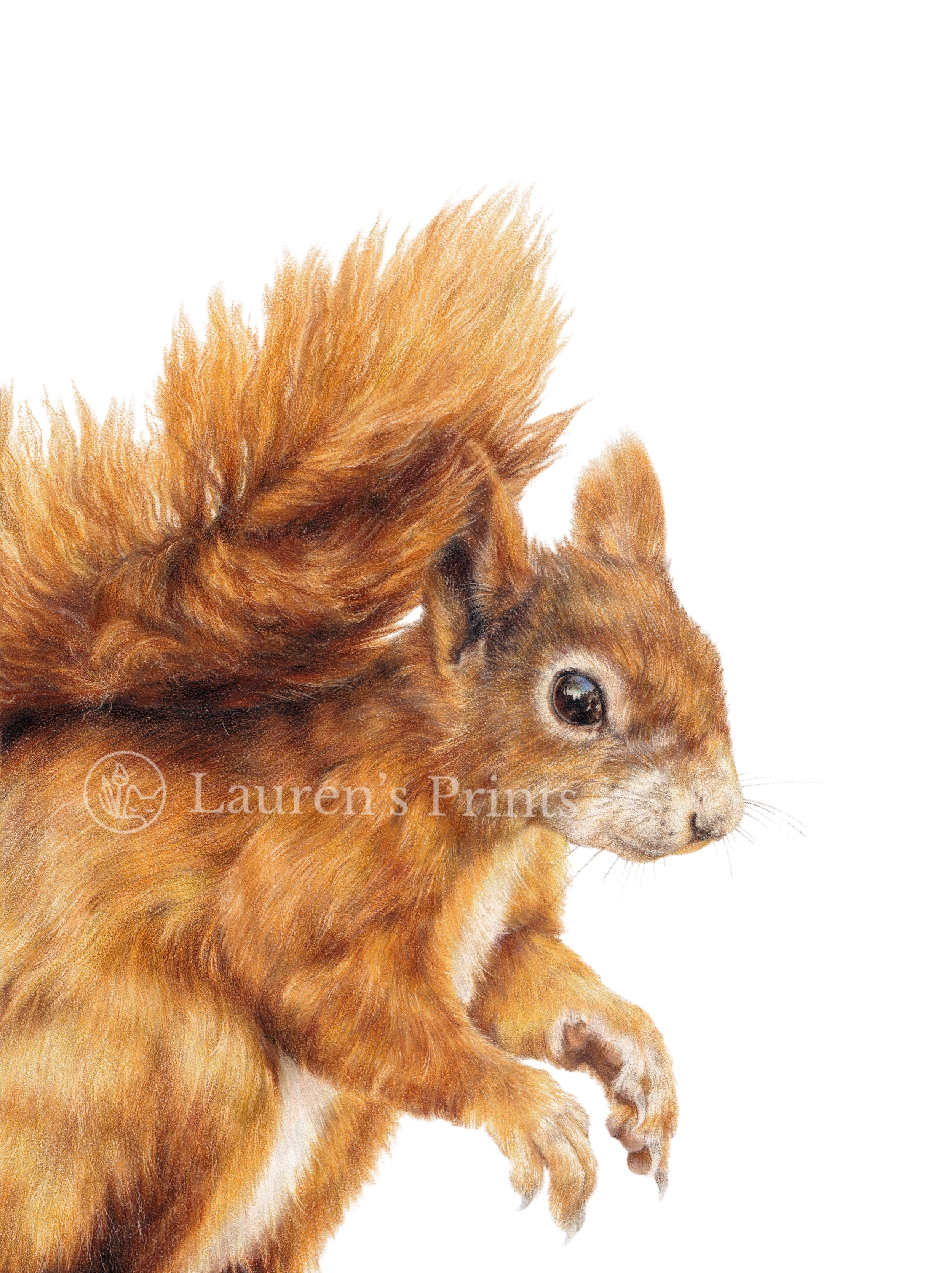 Red Squirrel