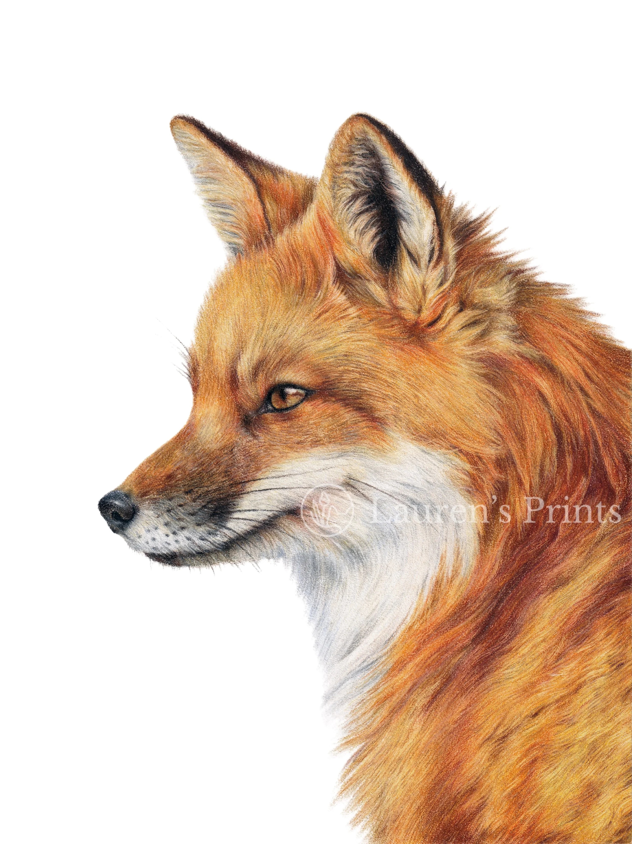 Red Fox 