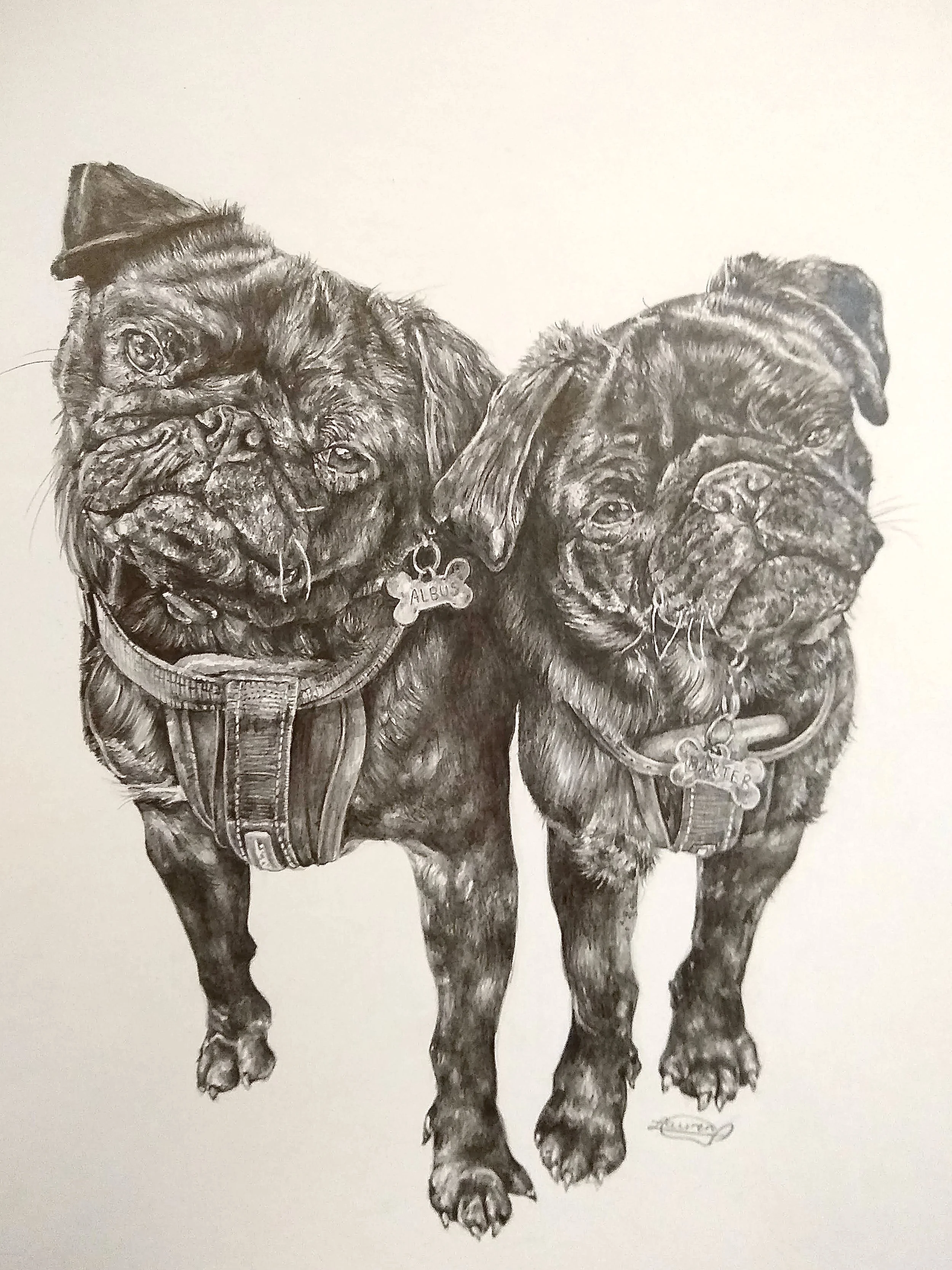 A detailed black and white pencil drawing of two dogs side by side, wearing collars with tags that read 'ALBUS' and 'TRIX'.