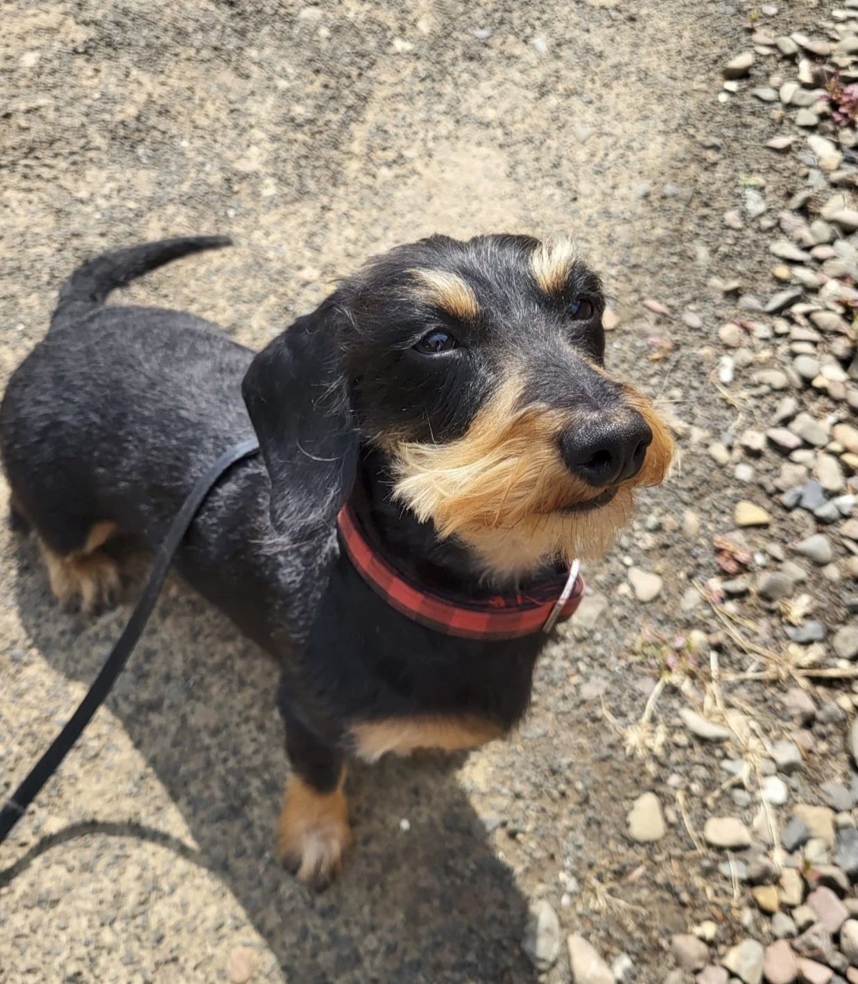 A small black and tan dog with a wiry coat, wearing a red collar, standing on a gravel and dirt path, looking up at the camera with a slightly tilted head.
