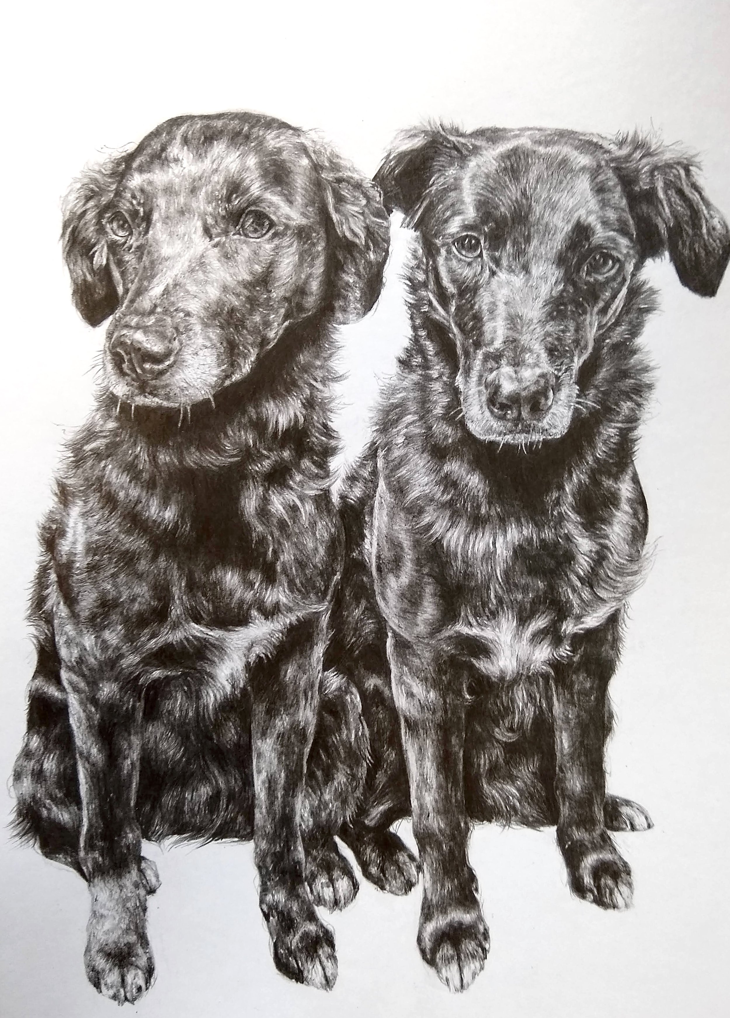 A detailed black and white photograph of two German Wirehaired Pointer dogs sitting side by side, both looking directly ahead, with one slightly behind the other.
