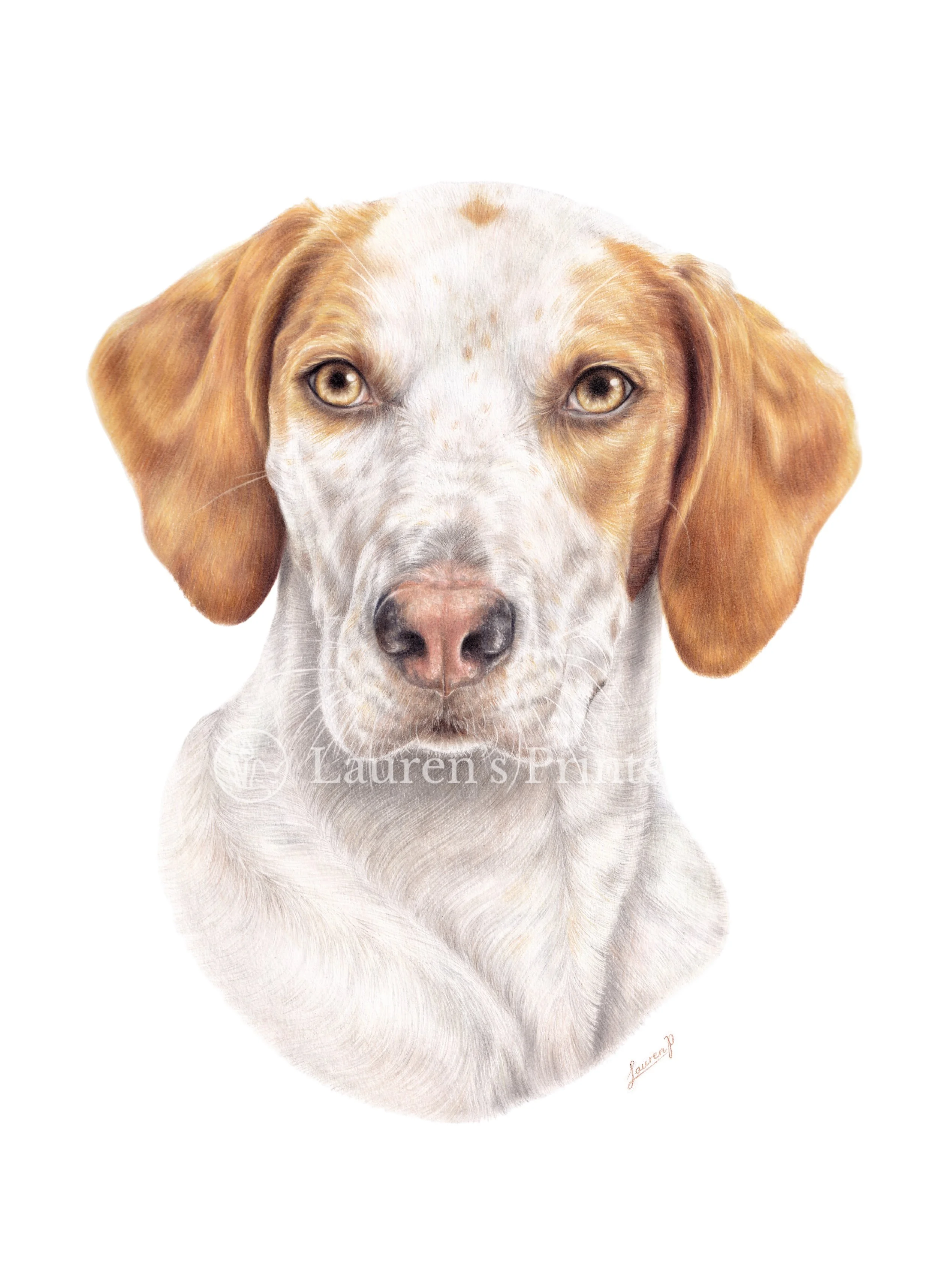 A  realistic colour pencil pet portrait of a dog, a Foxhound, with white and brown fur, amber eyes, and a pink nose, against a white background.