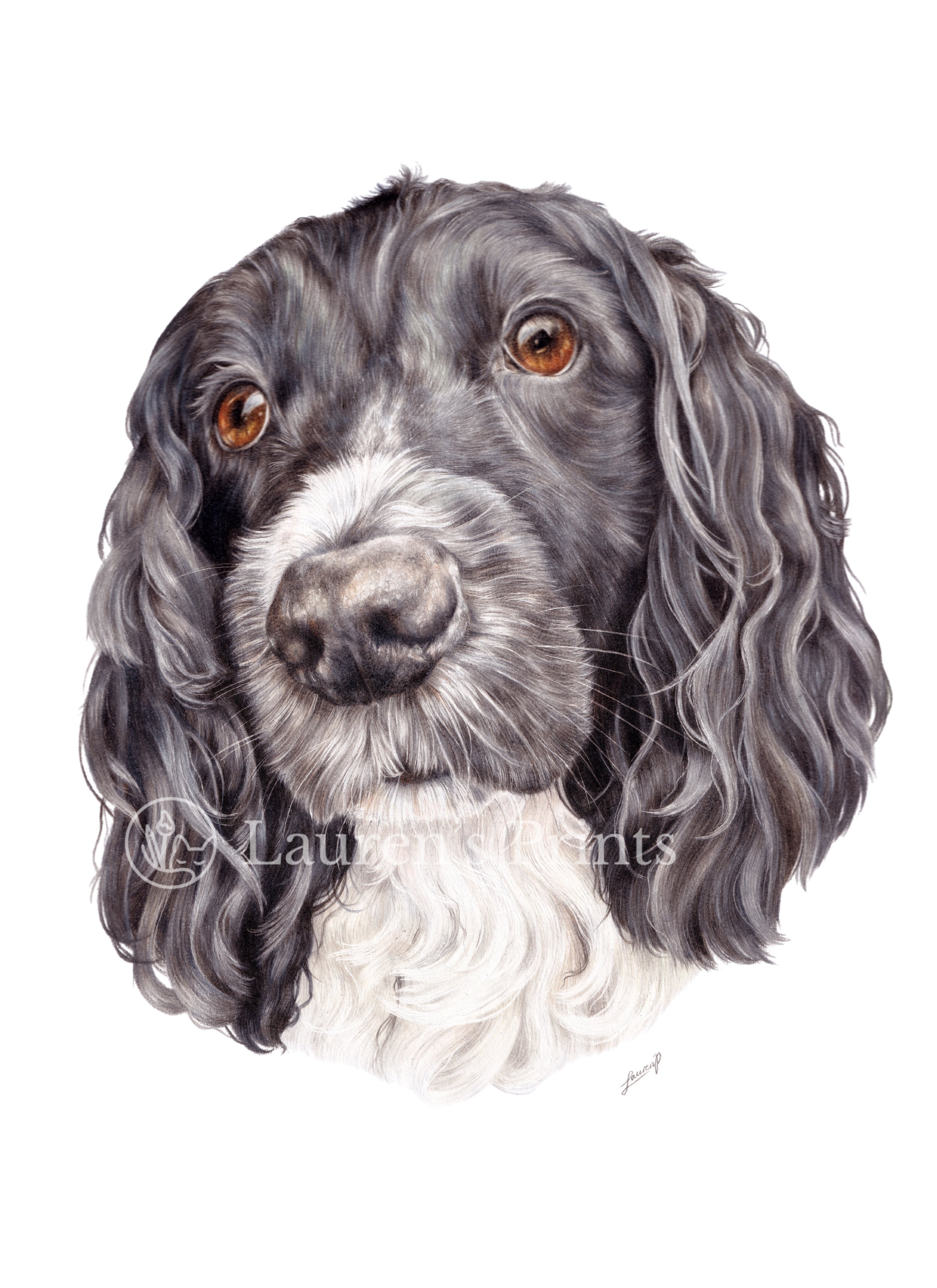A  realistic colour pencil pet portrait of a black and white English Cocker Spaniel with long wavy ears and amber eyes, against a white background.