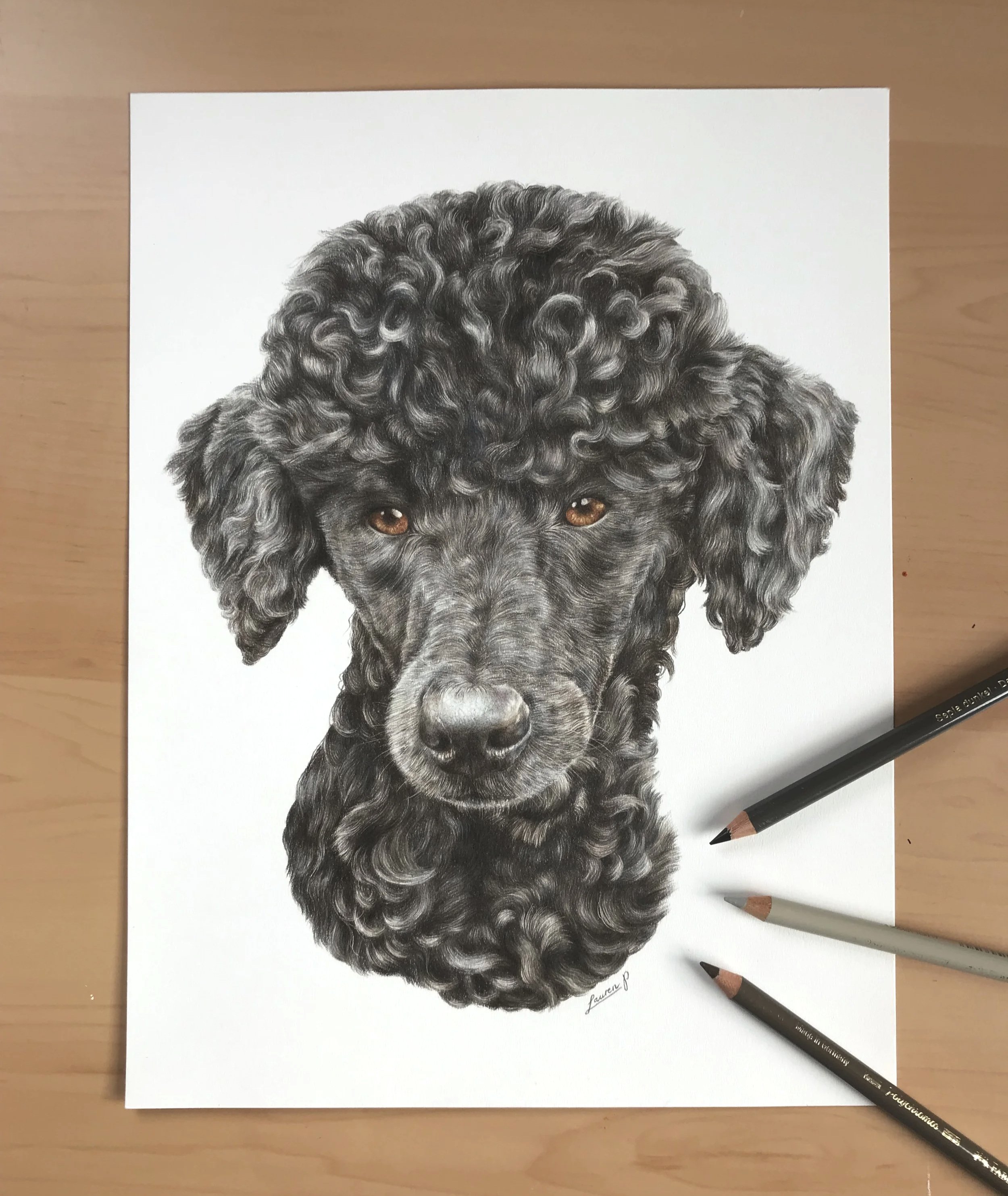 A  realistic colour pencil pet portrait of a black Poodle's face and head, focusing on its curly fur and expressive eyes, signed by the artist at the bottom.