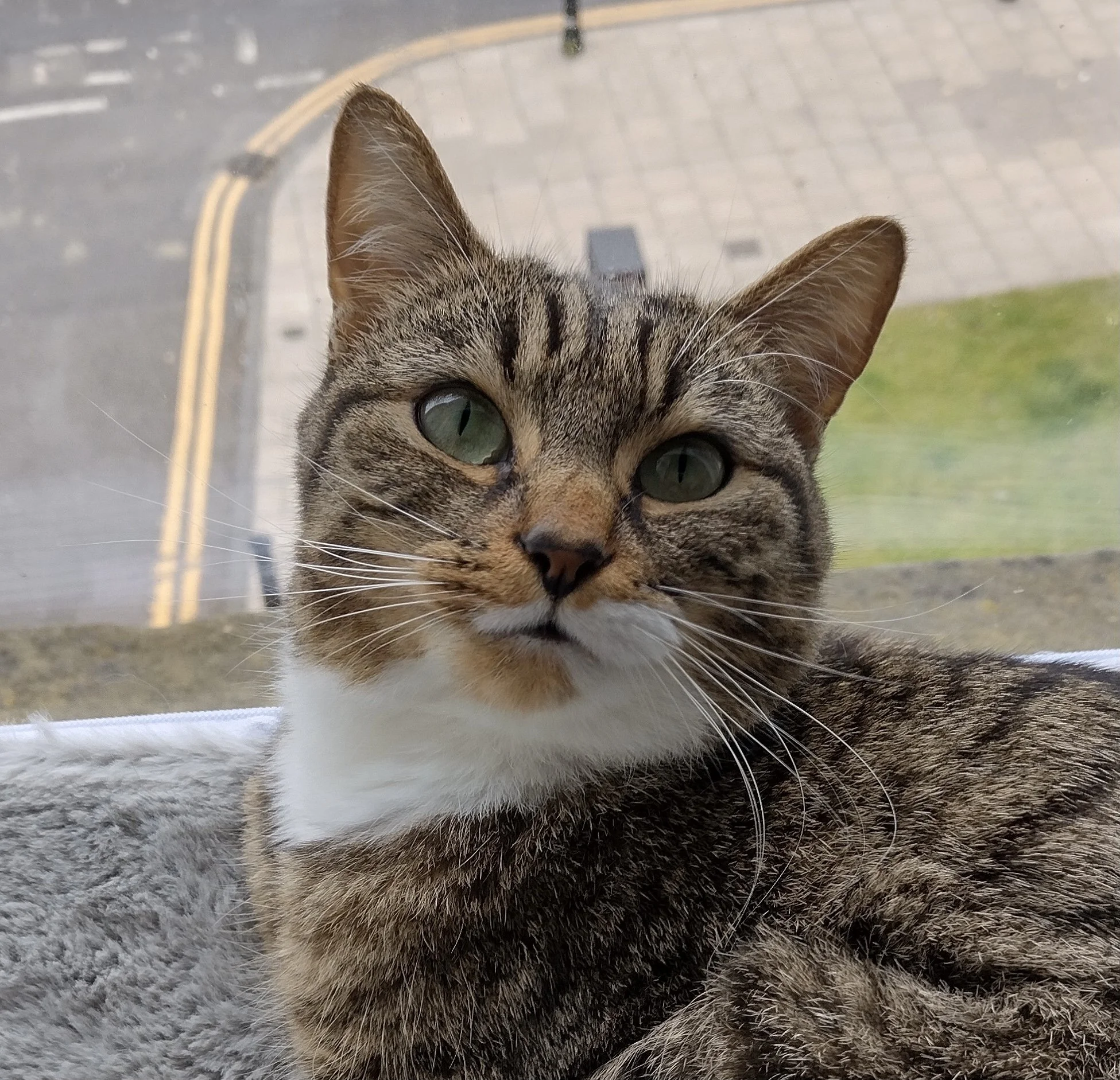 Close-up of a tabby cat lying on the ground, looking into the camera with green eyes, with a blurred street and sidewalk in the background.