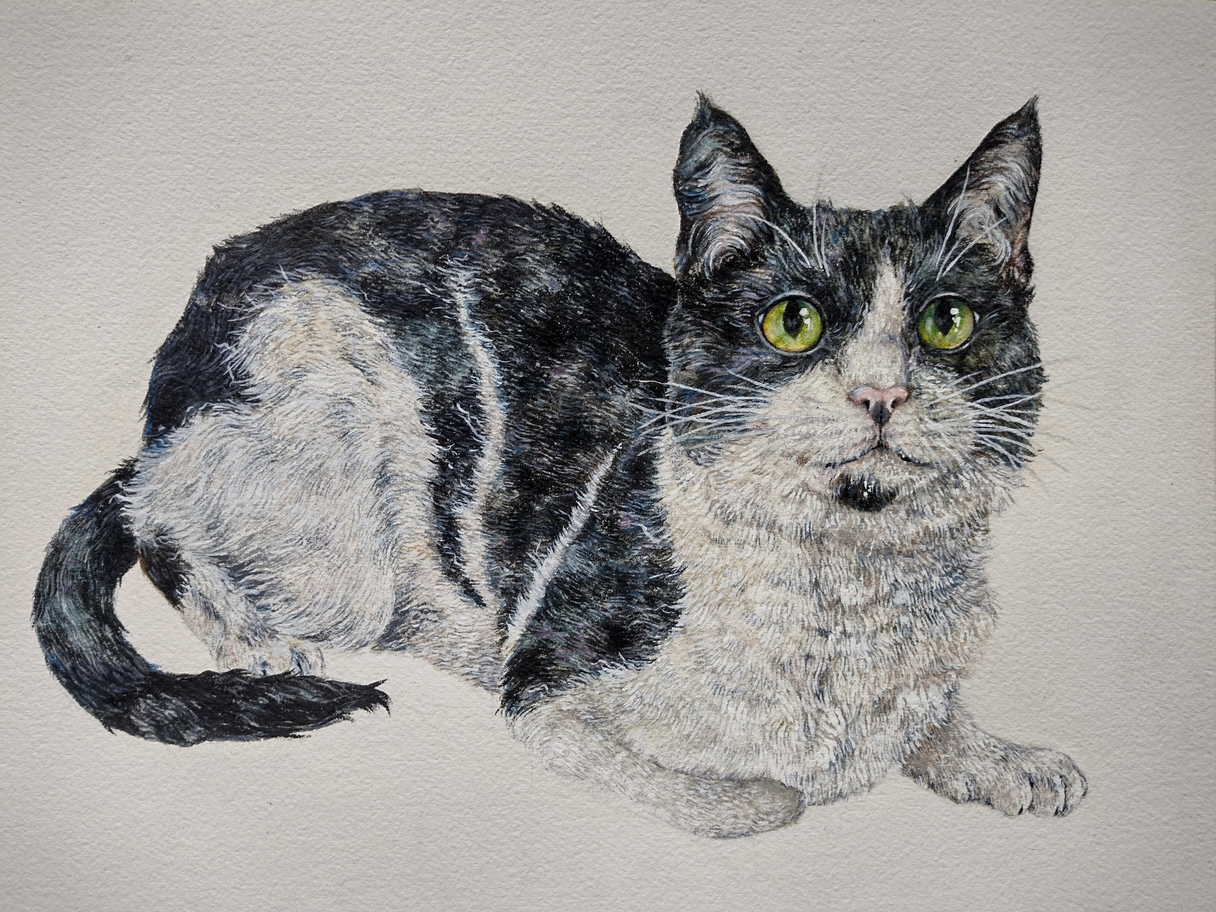 A detailed illustration of a black and white cat with green eyes and pointed ears.