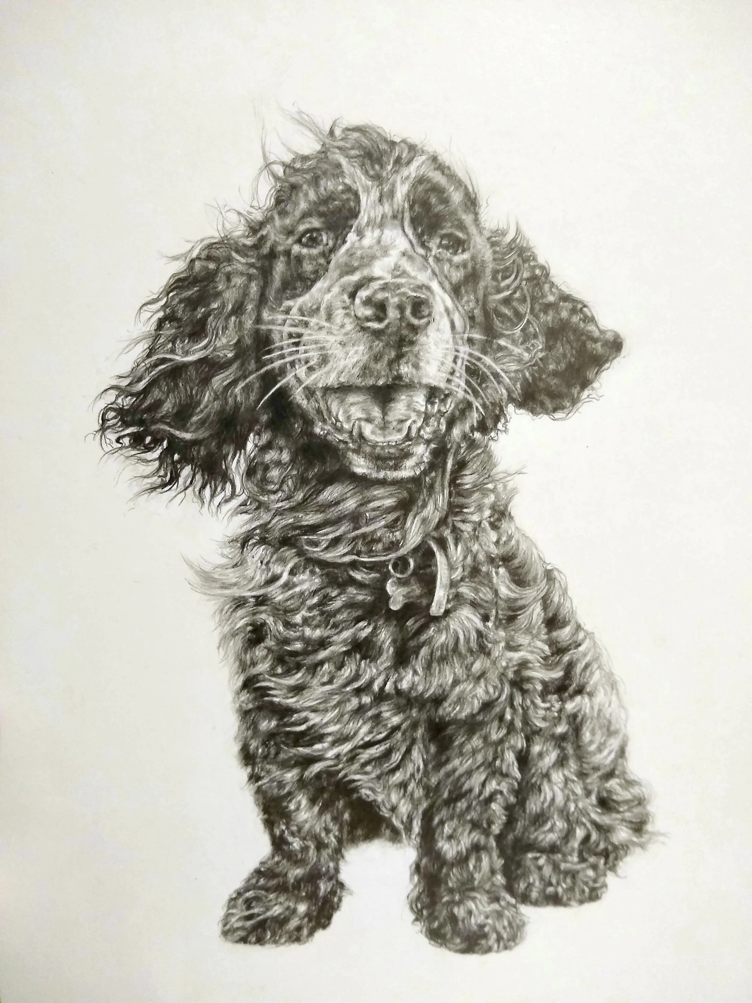A detailed pencil drawing of a sad-looking Cocker Spaniel dog with long curly ears and fluffy fur, facing forward.