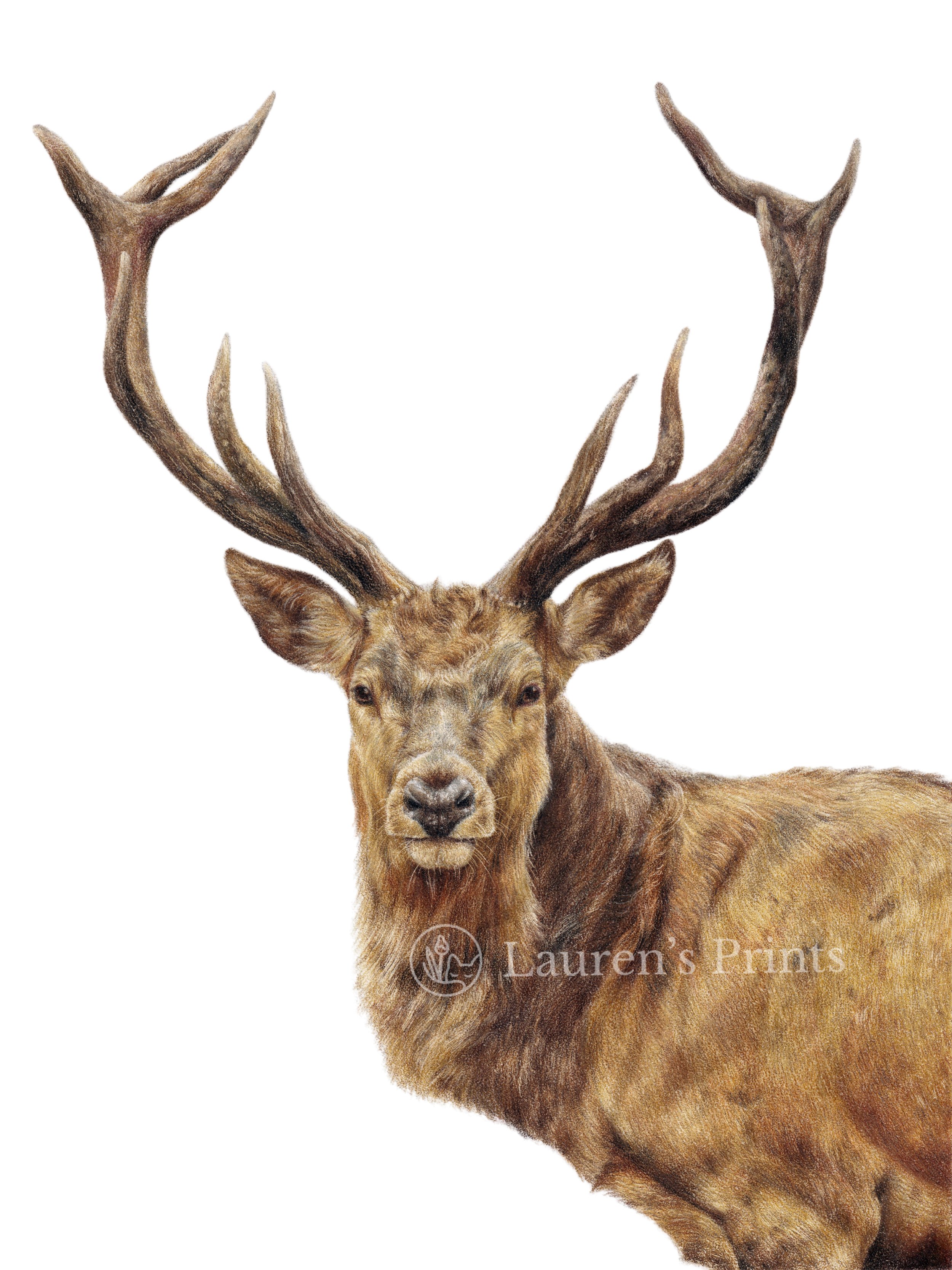 Stag 