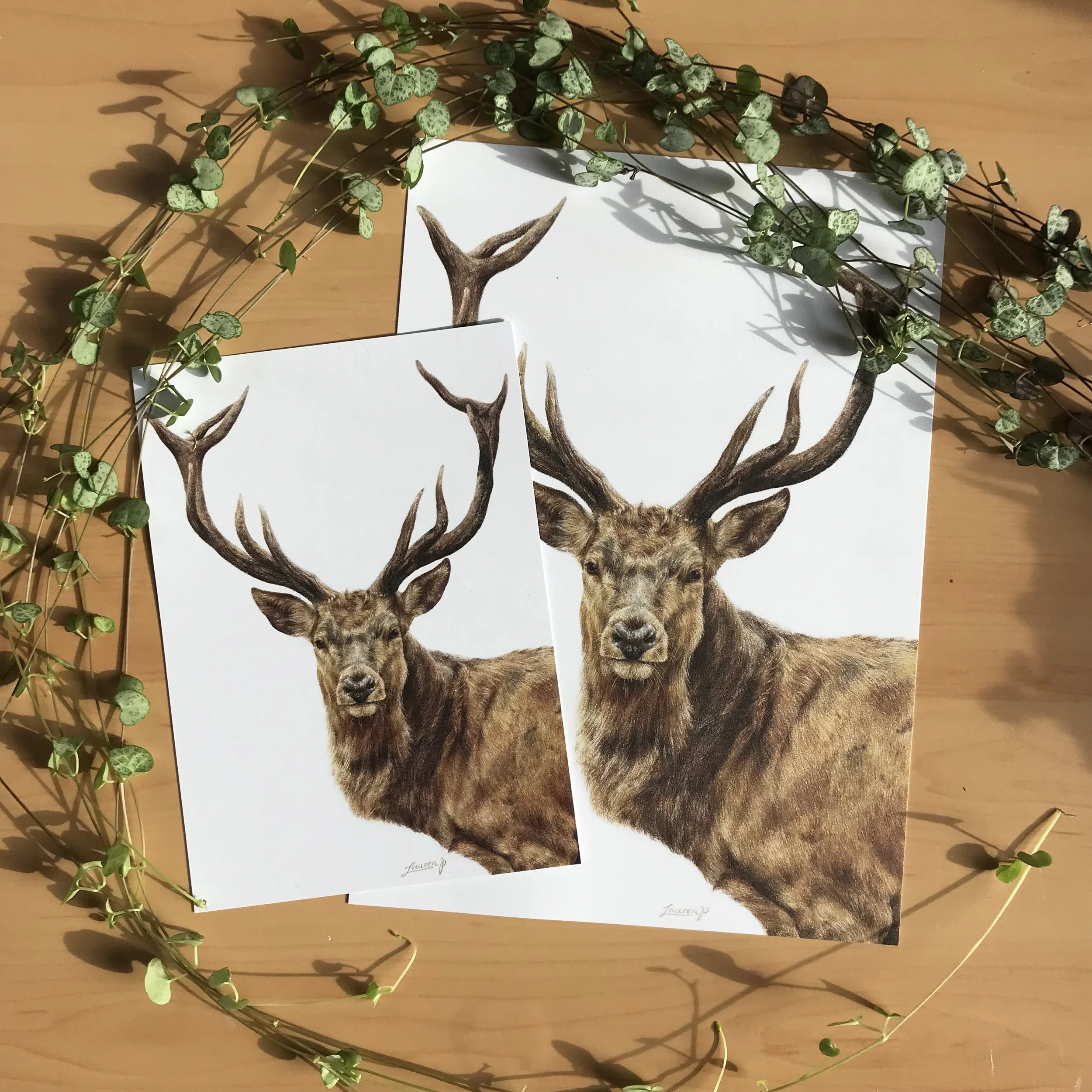 Red Deer Print