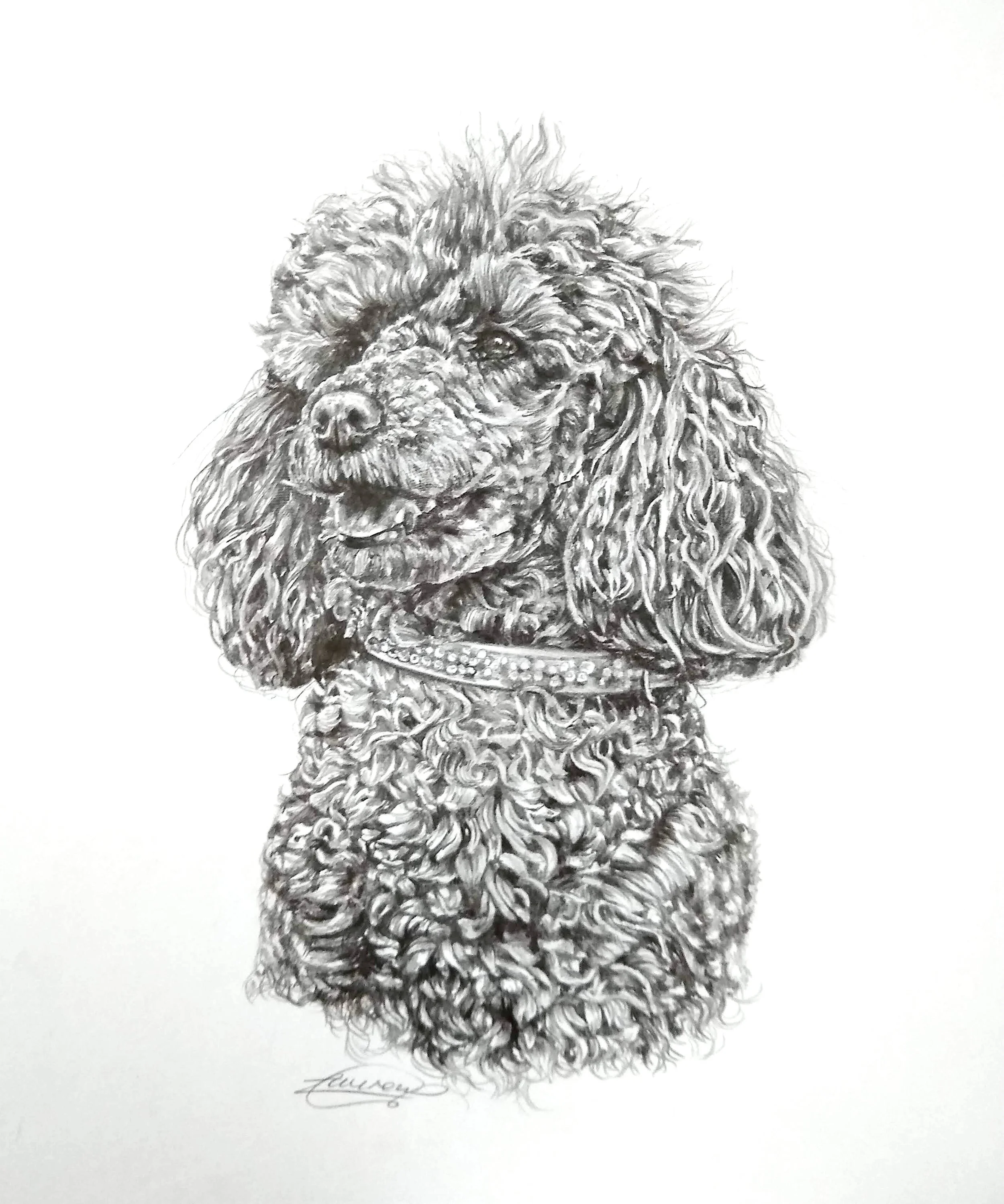 Black and white detailed drawing of a curly-haired dog wearing a collar, signed at the bottom.