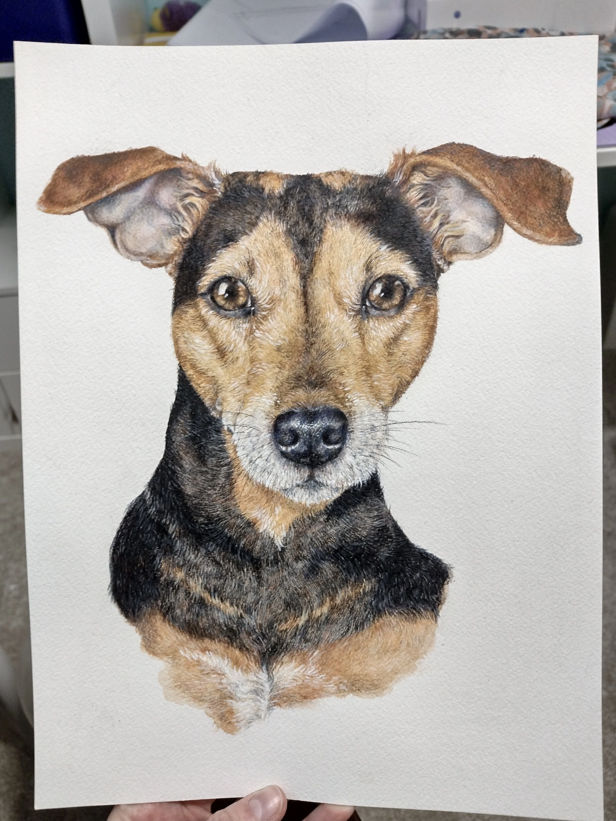 A detailed watercolor painting of a dog, showing its head and part of its body, with brown eyes, black and brown fur, and perky ears.