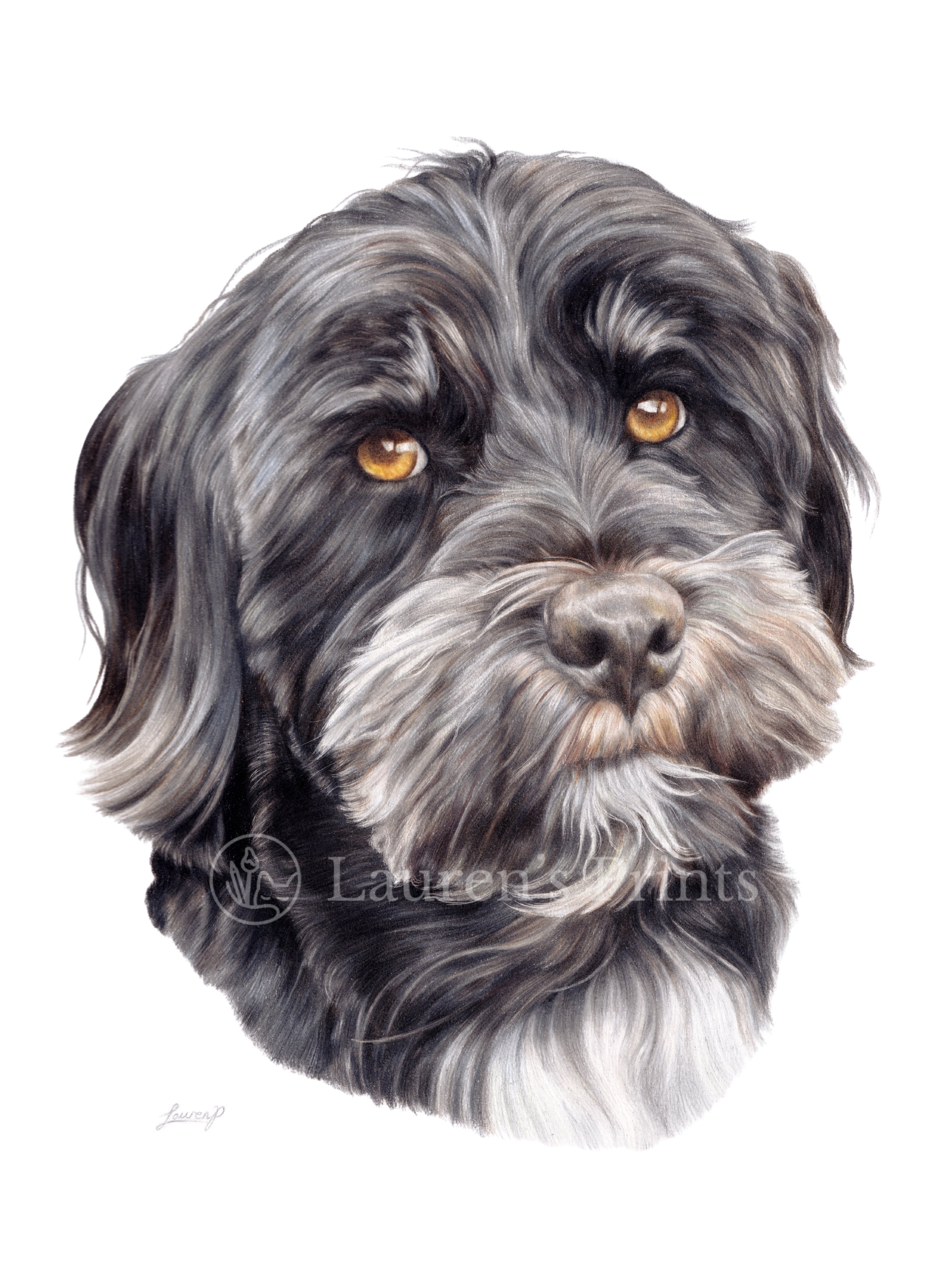  A realistic colour pencil pet portrait of a black and gray dog with amber eyes, focusing on the face and fur.