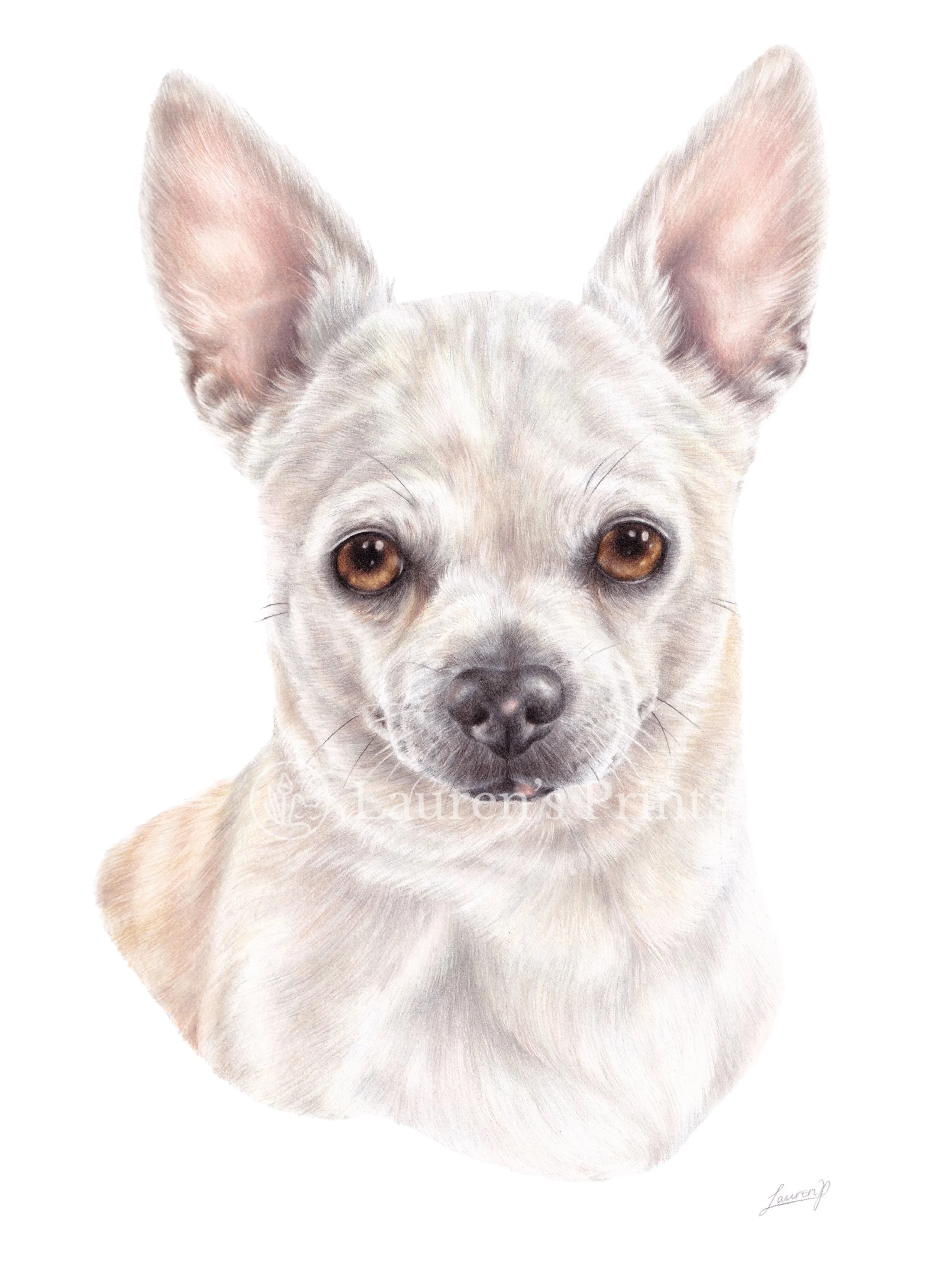 A  realistic colour pencil pet portrait of a small dog, a Chihuahua, with large ears, brown eyes, and light-colored fur, set against a white background.