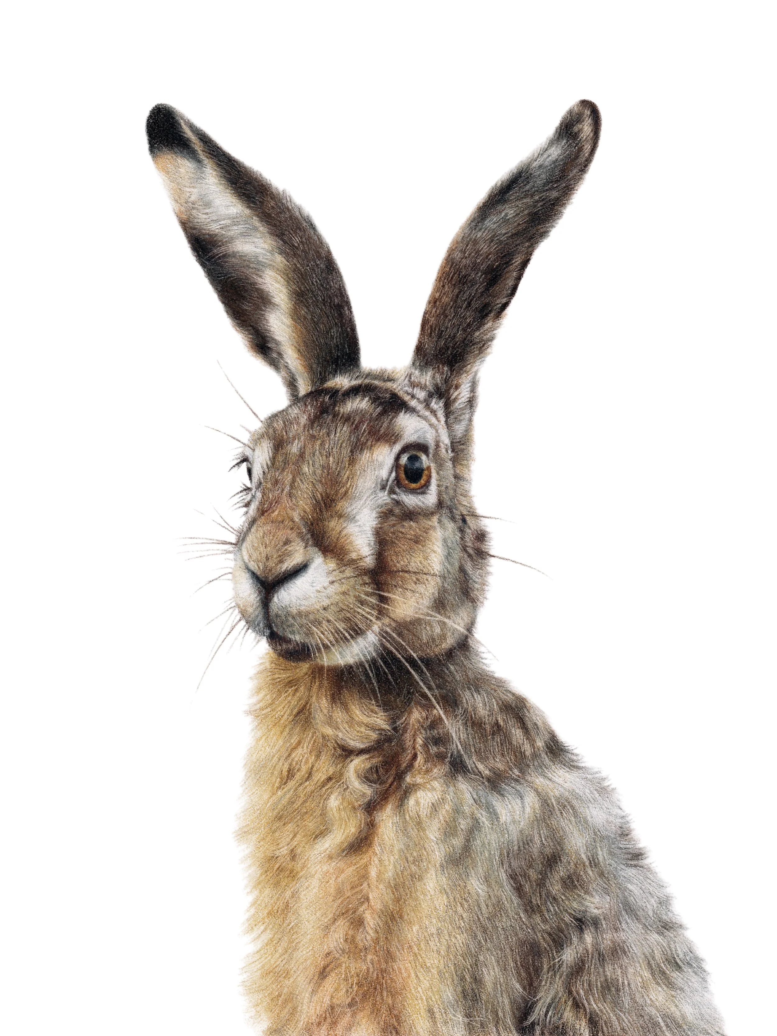 A realistic colour pencil illustration of a hare with long ears and brown fur, looking to the left.