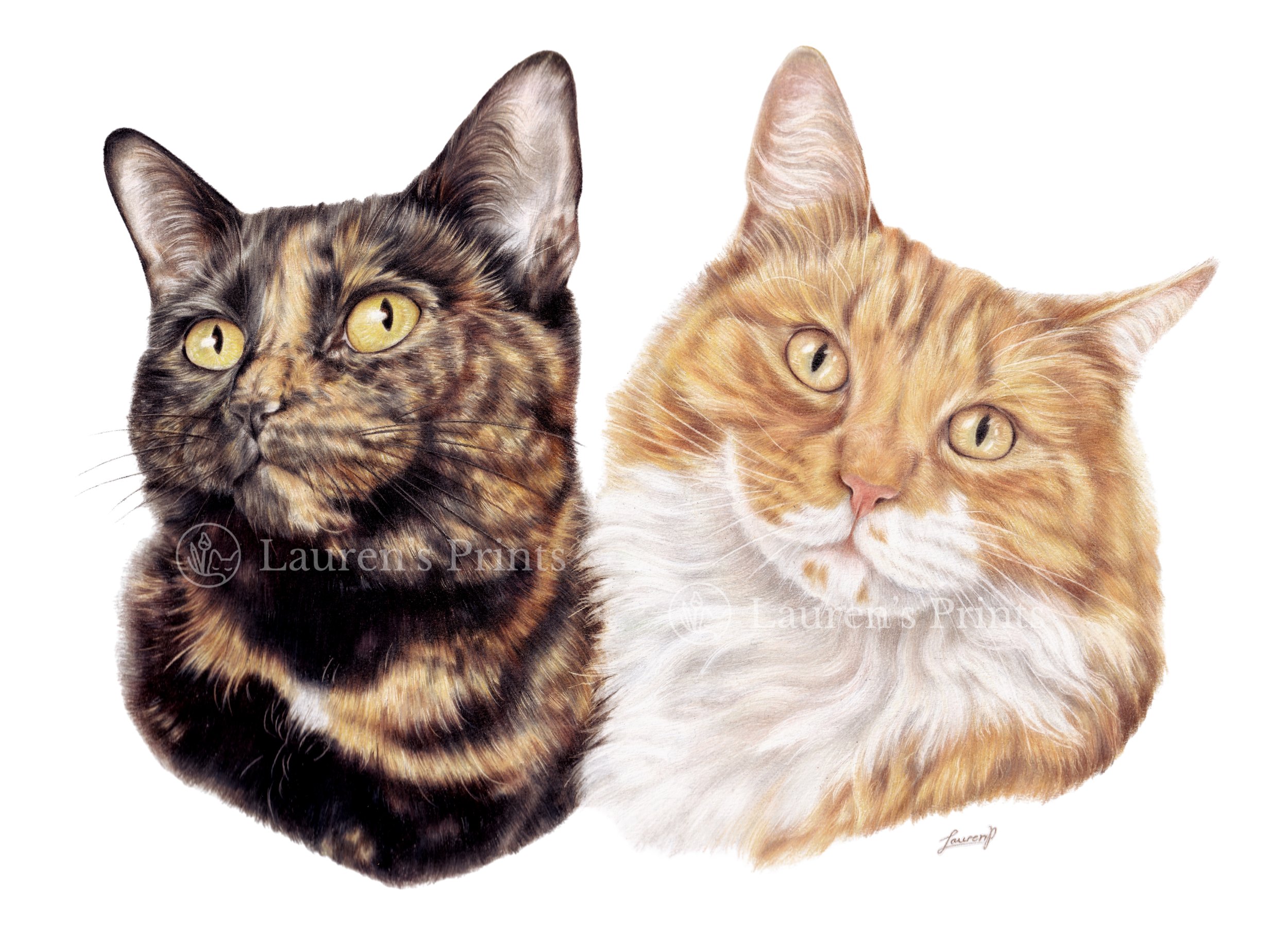 Realistic colour pencil pet portrait of two cats, one tortoiseshell with yellow eyes on the left, and one orange tabby with yellow eyes on the right, against a white background.