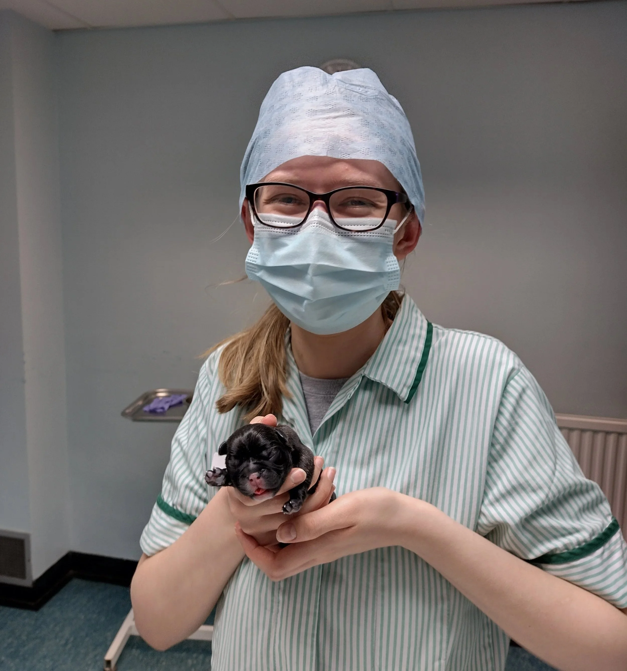 A person wearing glasses, a surgical mask, and a blue medical cap, holding a small black and white puppy inside a room with a gray wall and a carpeted floor.