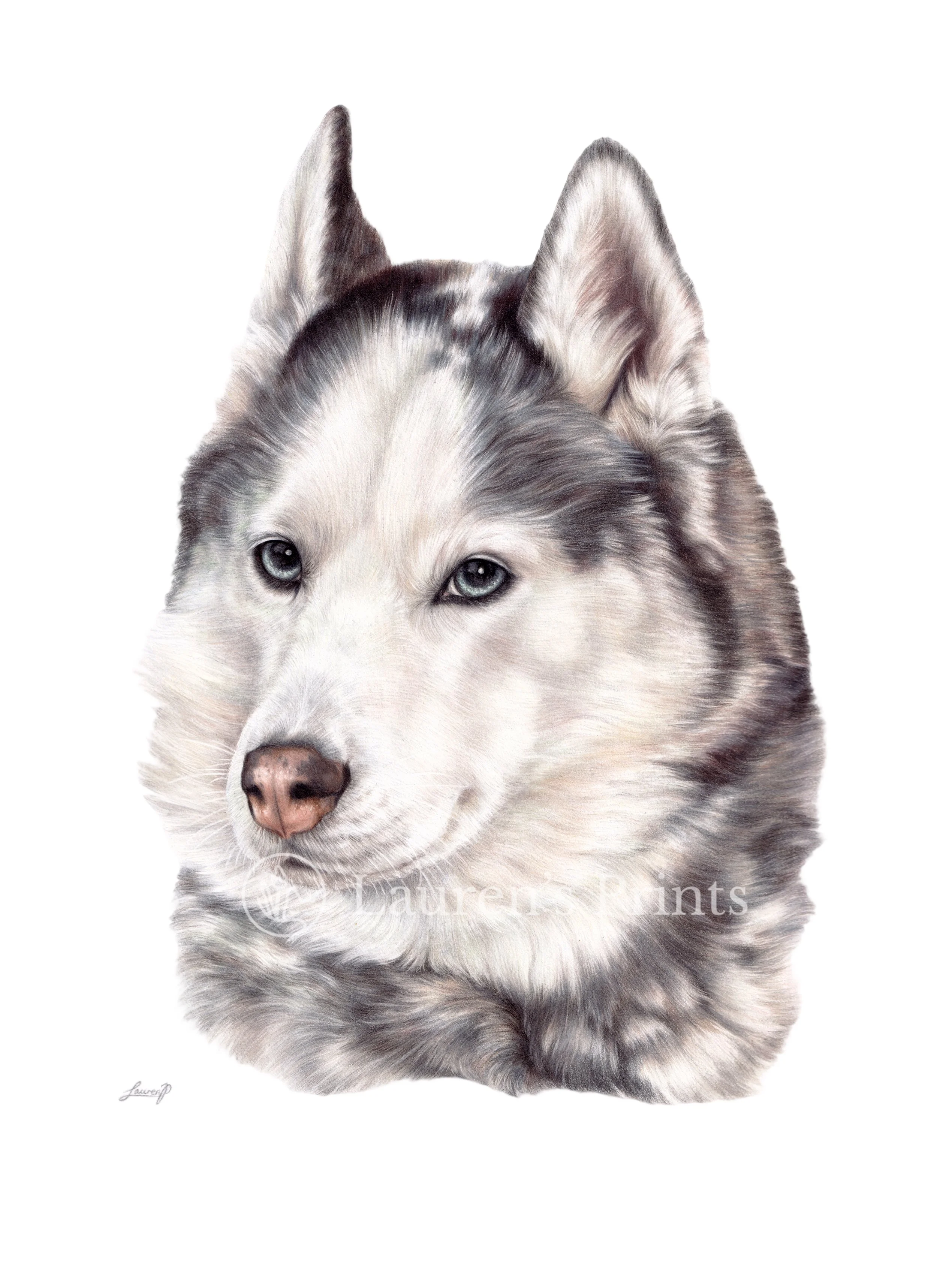 A realistic colour pencil pet portrait of a Siberian Husky dog with blue eyes and black and white fur, facing forward.
