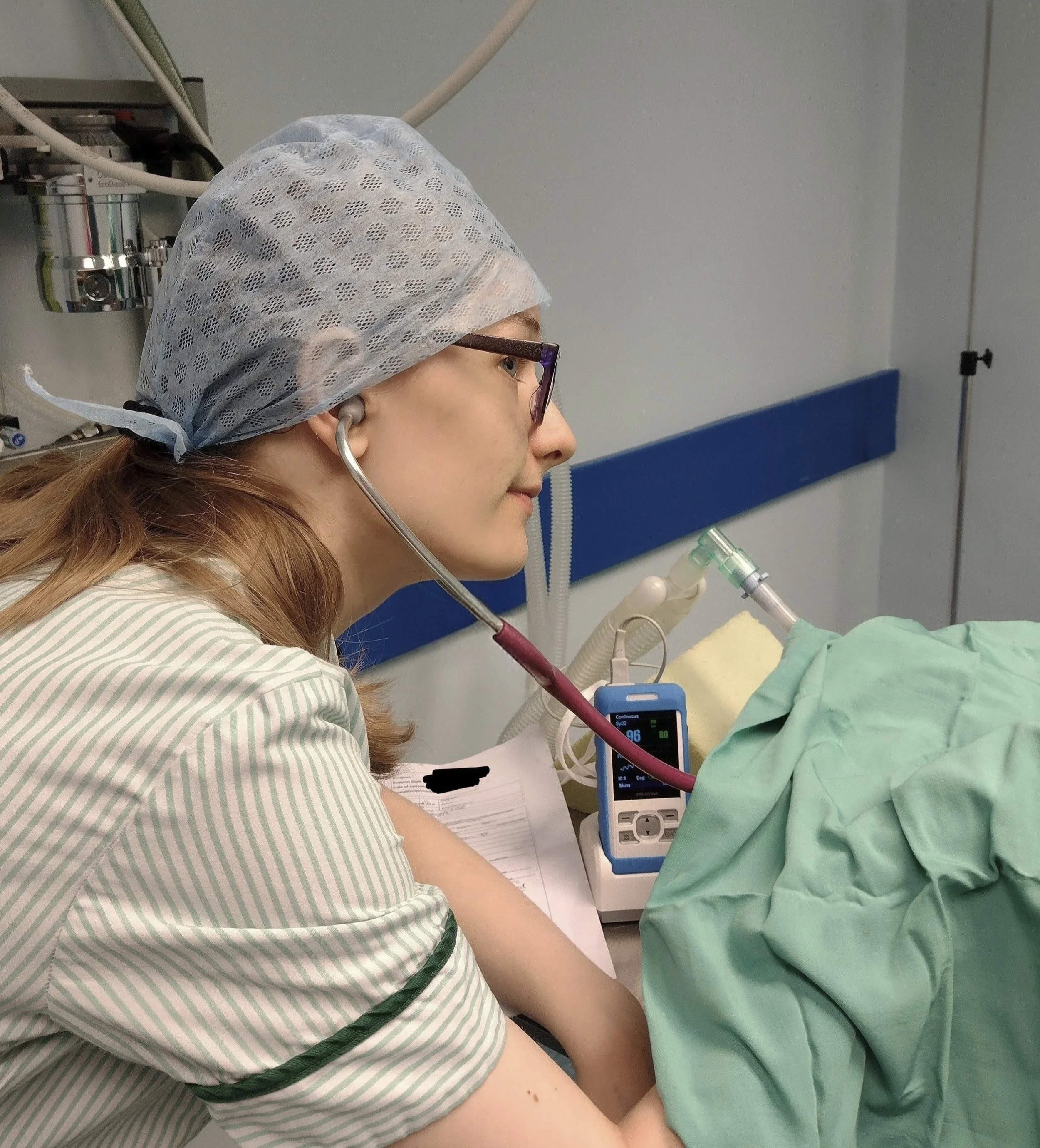 A veterinary nurse is monitoring the vital signs of an animal patient under a drape undergoing surgery.