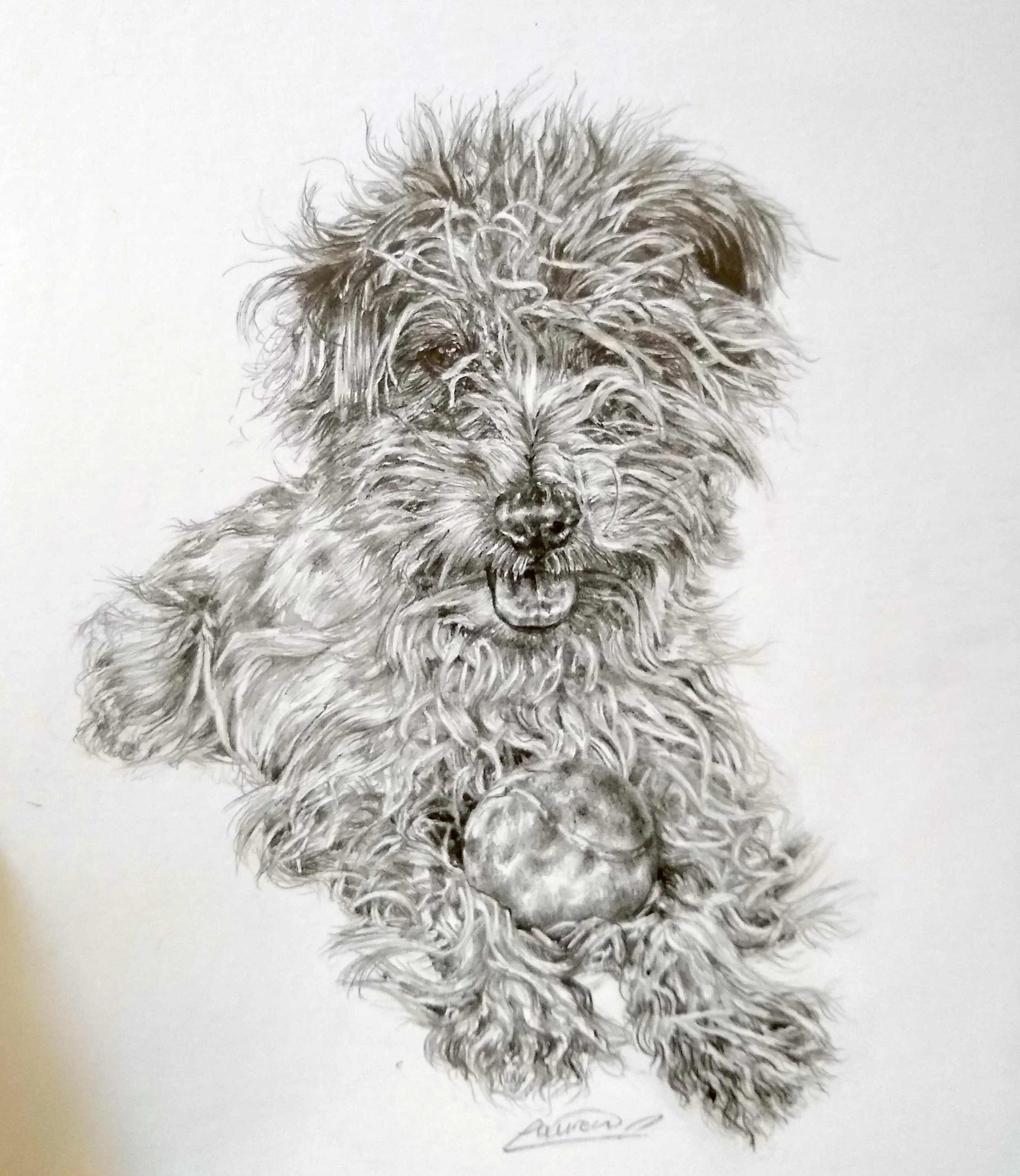 A detailed pencil sketch of a fluffy dog with curly fur and a happy expression, sitting on a plain background.
