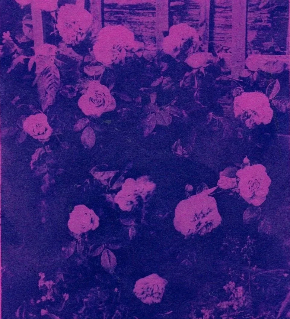 Colourful Cyanotypes